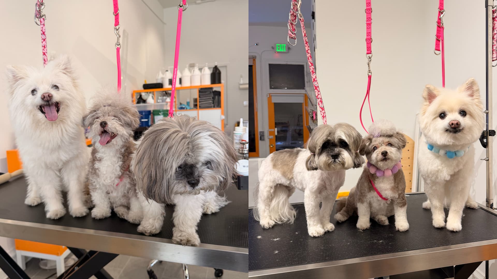 Mr. FUFU Grooming Lounge - Pet groomer in San Francisco, CA