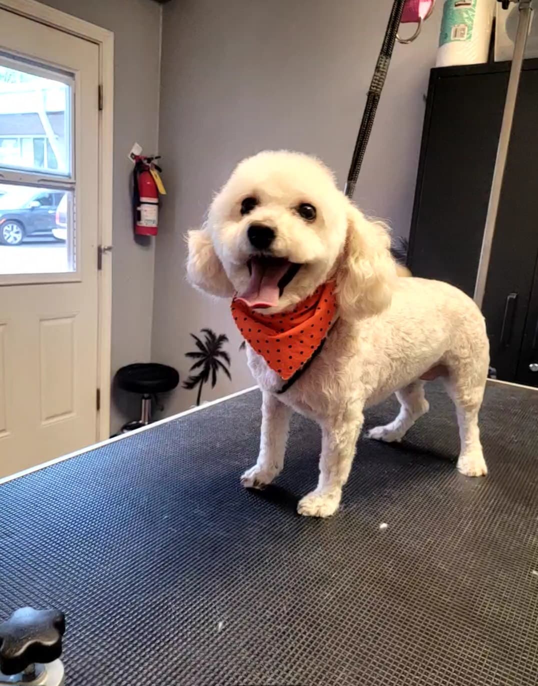 Ohana Grooming - Pet groomer in Portland, OR