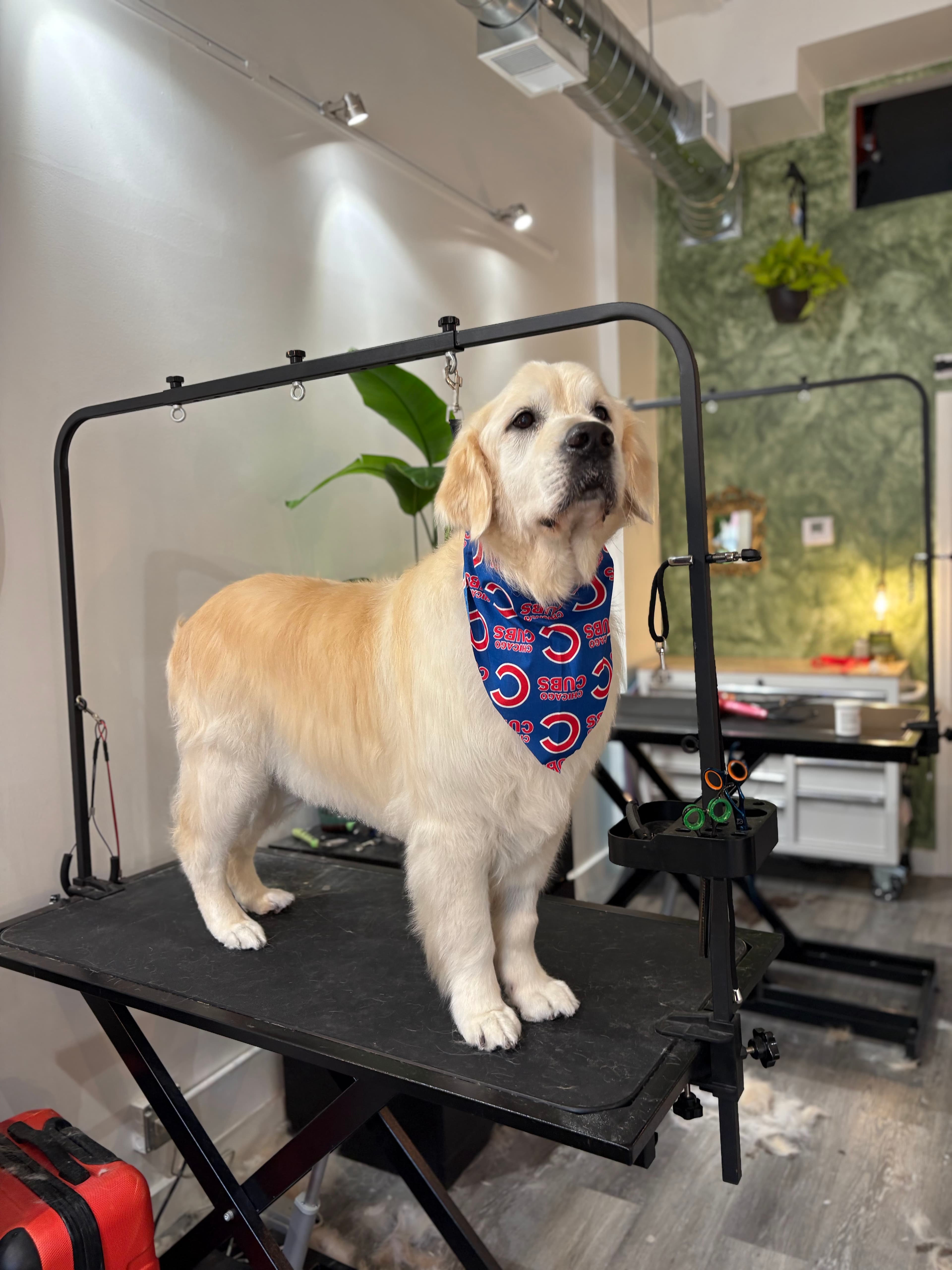 Bark N Boujee - Pet groomer in Chicago, IL