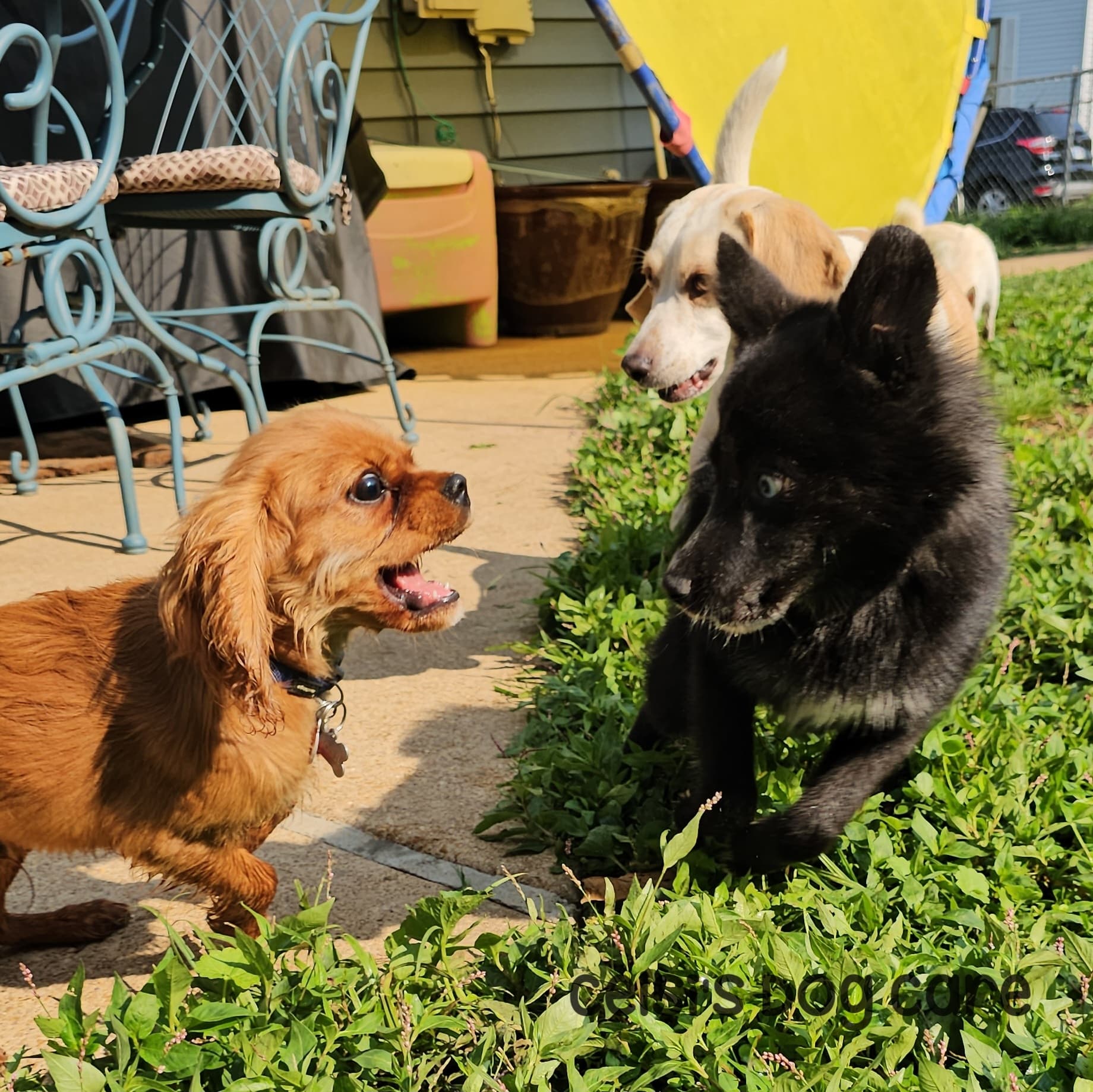 Celsi's Dog Care, LLC - Pet groomer in St. Louis, MO