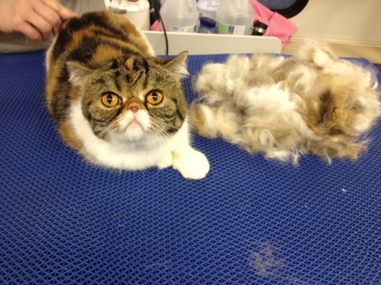 Meeow Chicago - Lincoln Park - Pet groomer in Chicago, IL