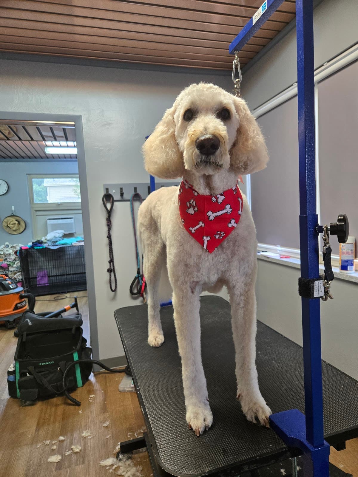 Gray Paws Compassionate Grooming LLC - Pet groomer in West Mifflin, PA