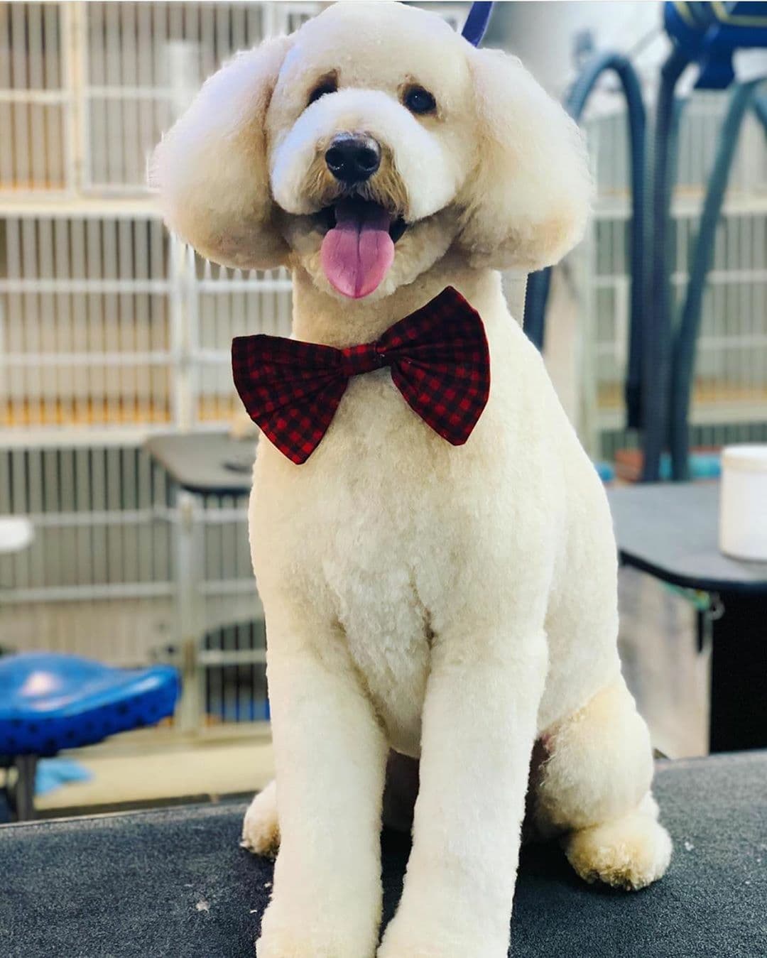 Brooklyn Pet Spa - Pet groomer in Brooklyn, NY