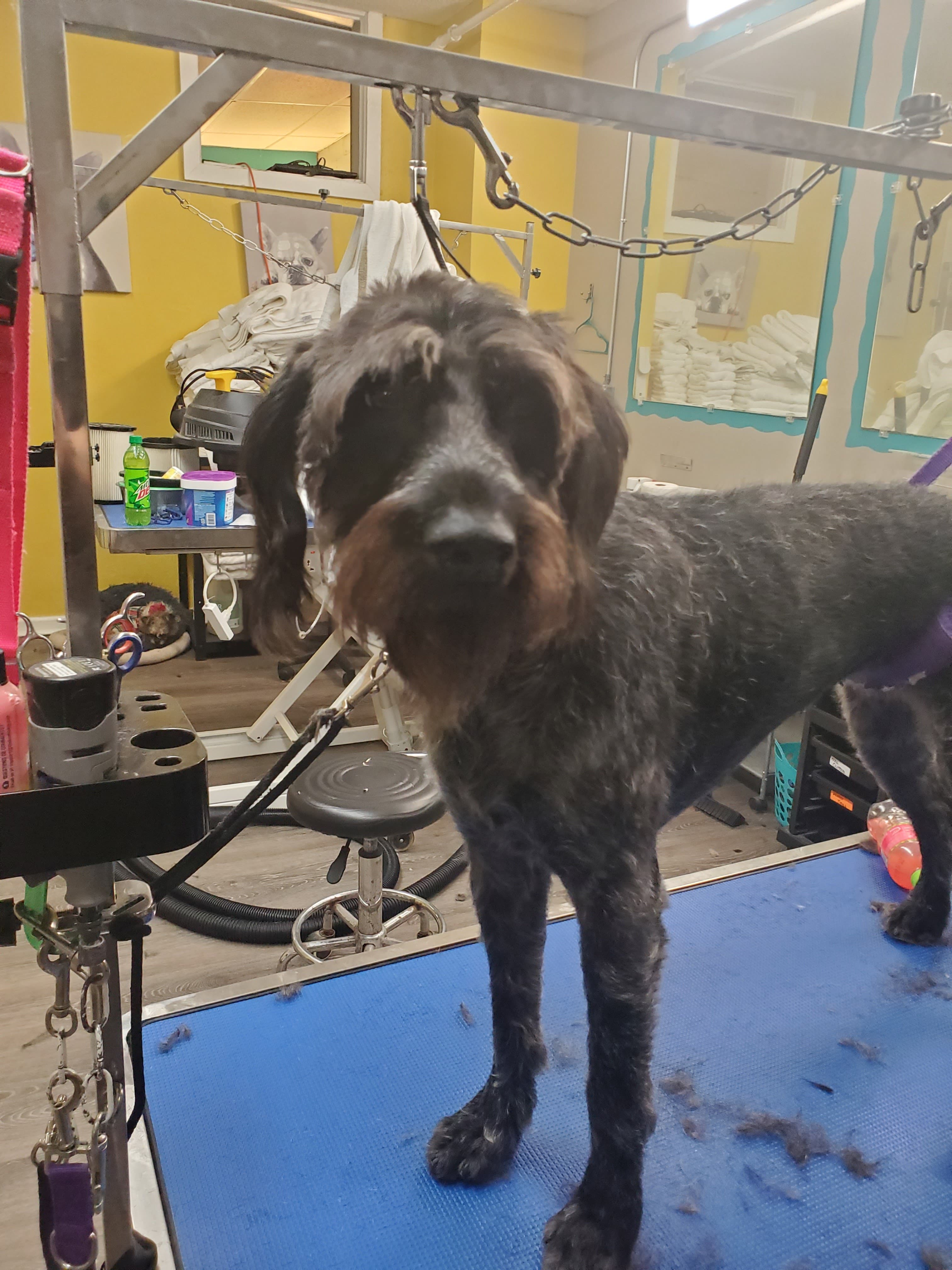 Shaggy Maggy's Paw Spa - Pet groomer in Pittsburgh, PA