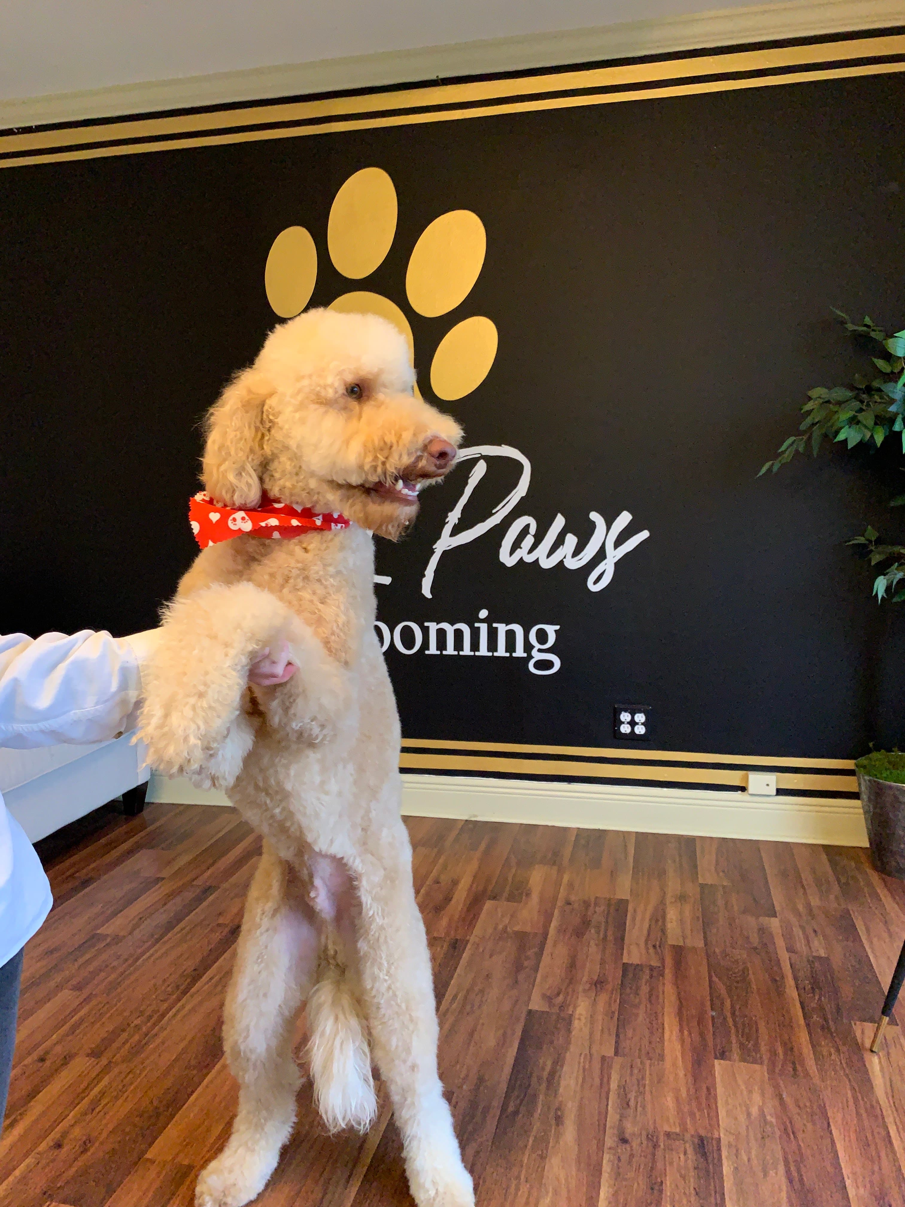 CityPaws Grooming - Pet groomer in Houston, TX