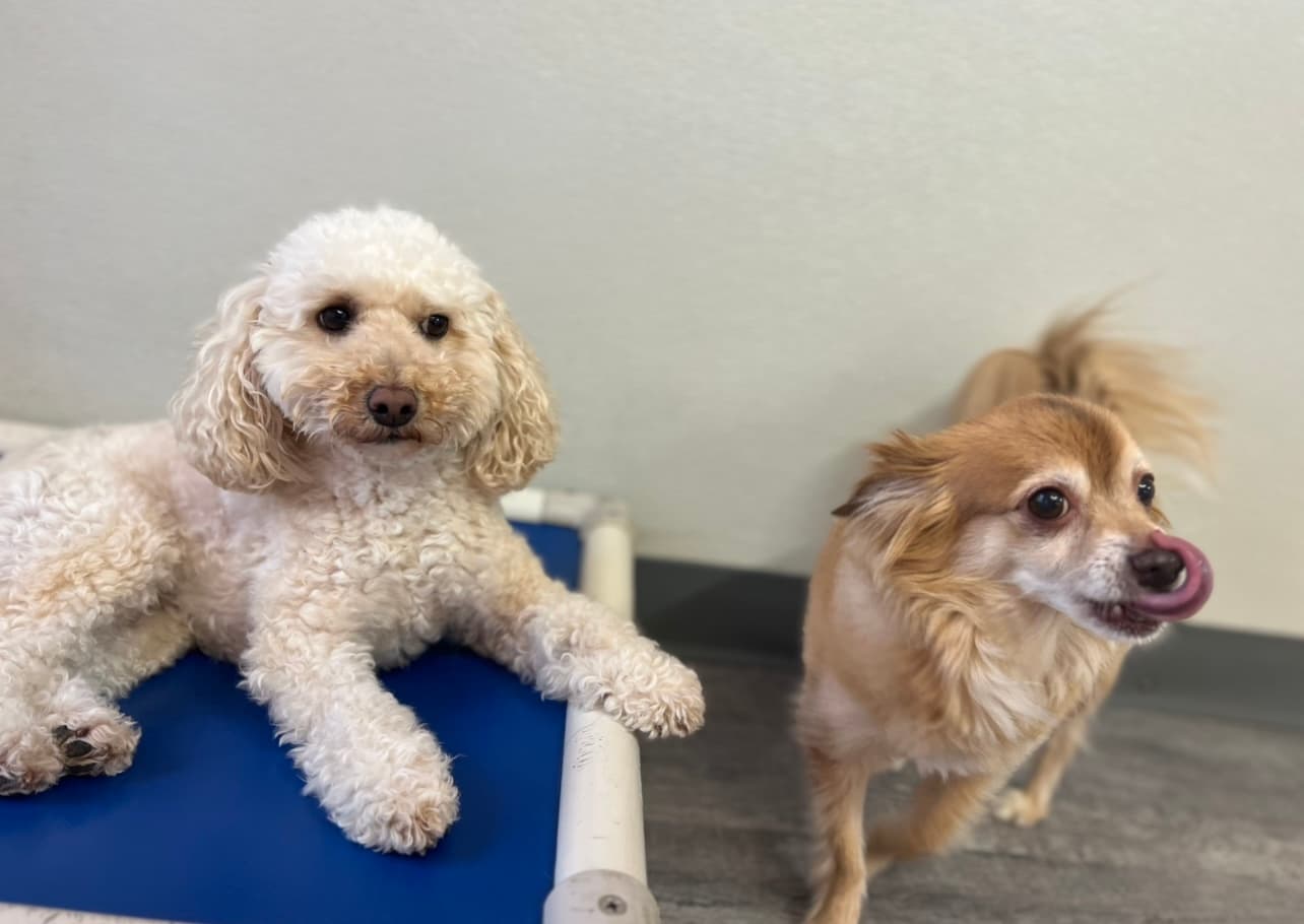 pupculture SoHo - Pet groomer in New York, NY