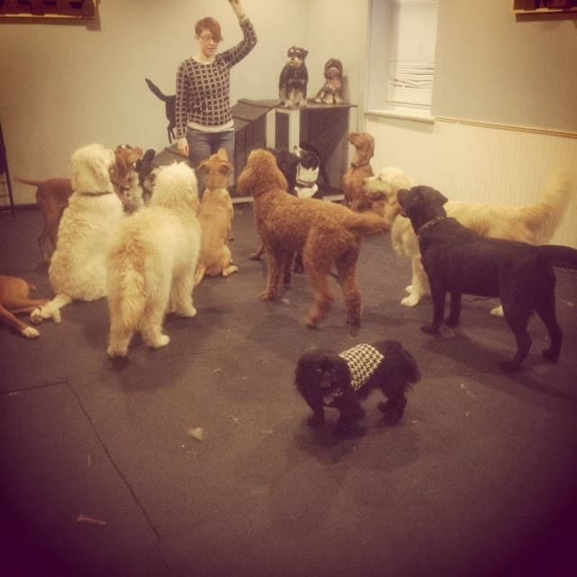 barKadelphia - Pet groomer in Philadelphia, PA