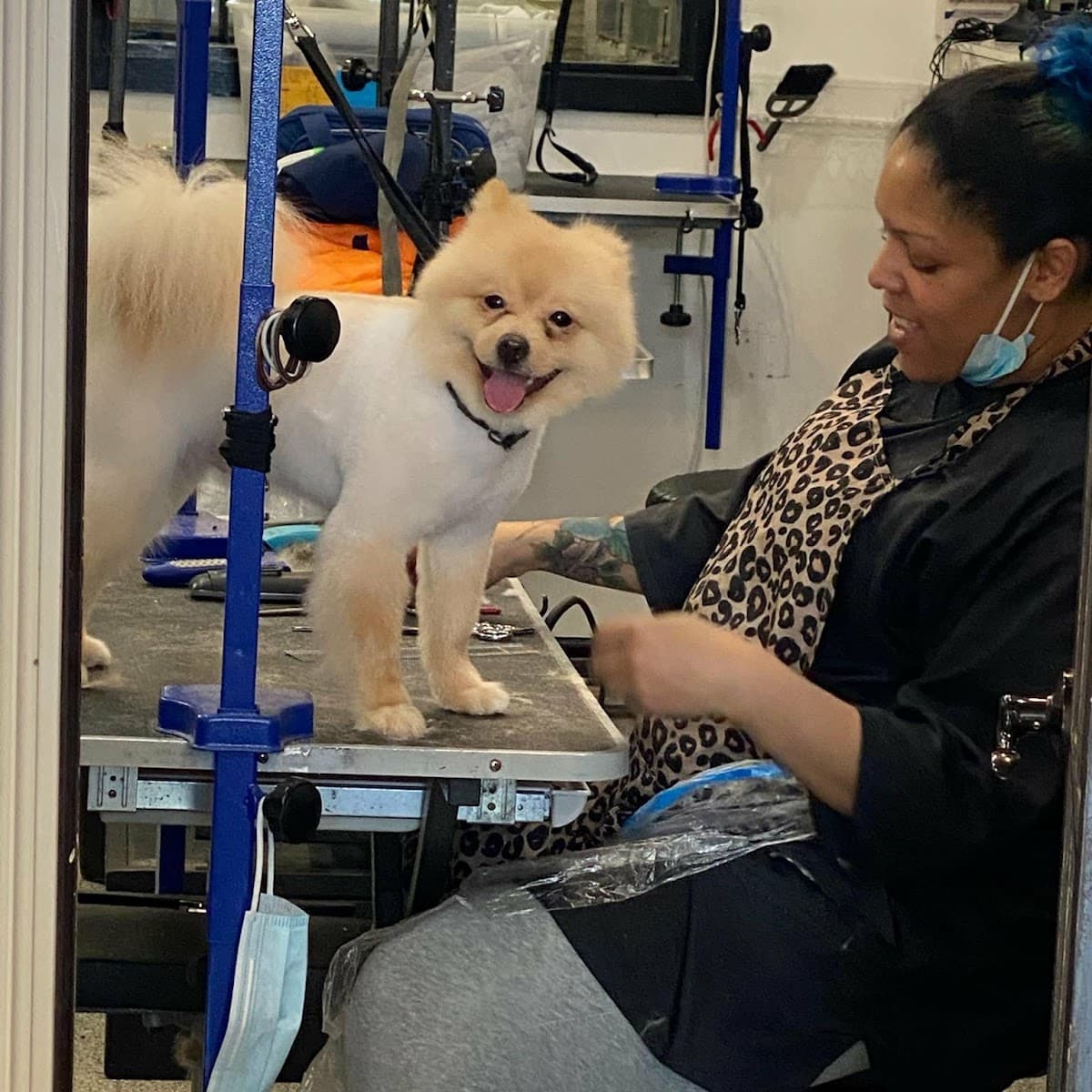 Luxury Pet Spa & Boutique - Pet groomer in New Hyde Park, NY