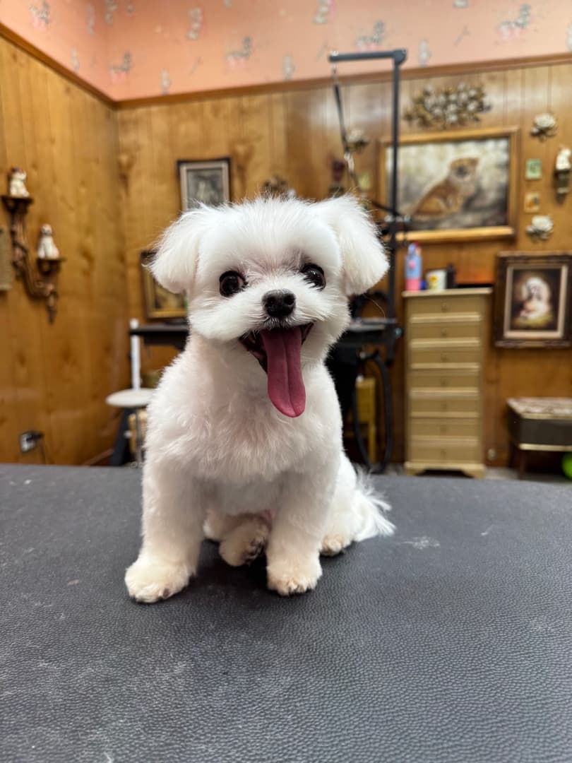 Jess Rona Grooming - Pet groomer in Los Angeles, CA