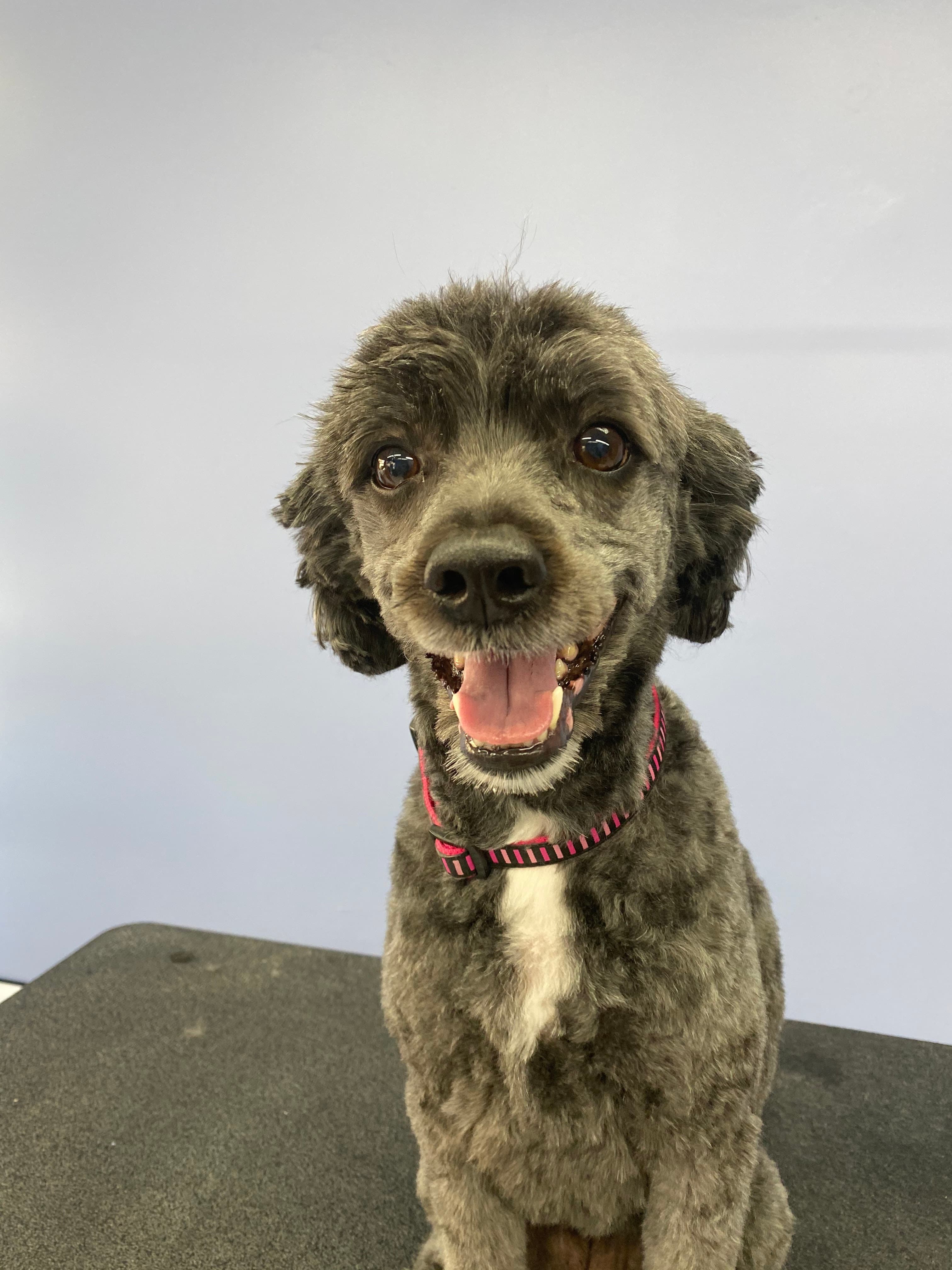 Groom Haven - Pet groomer in Baltimore, MD