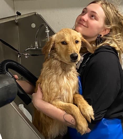 Seattle Dog Boarding - Pet groomer in Seattle, WA