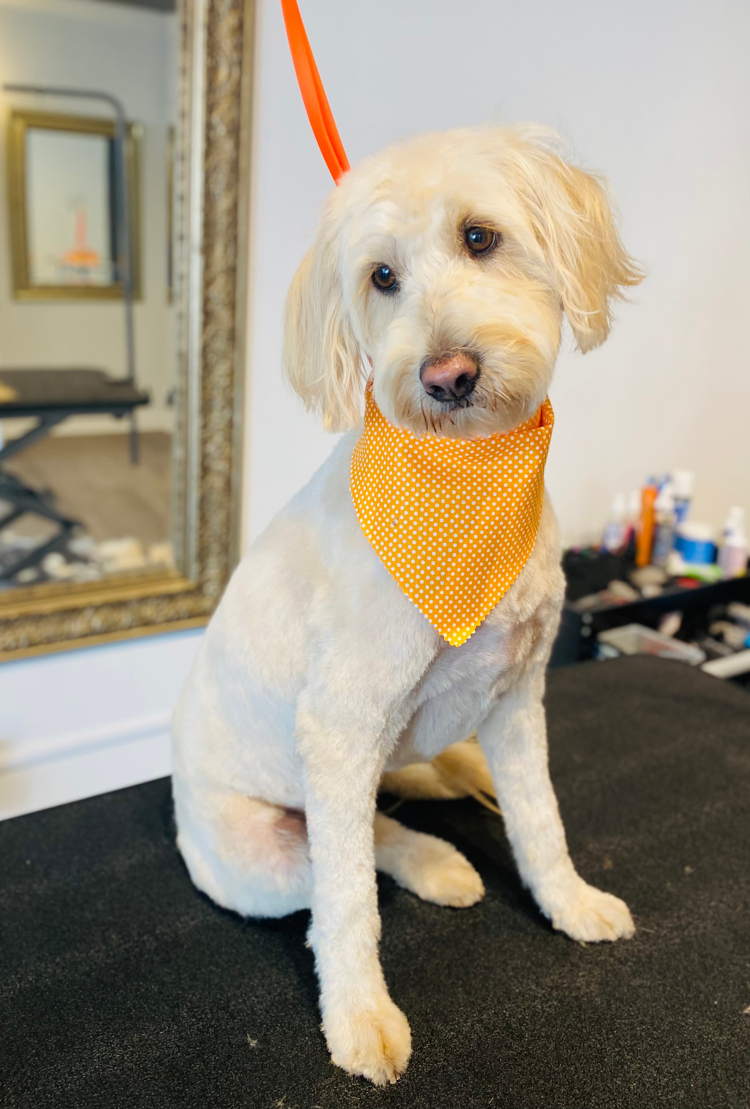 WTF PET GROOMING - Pet groomer in Cleveland, OH