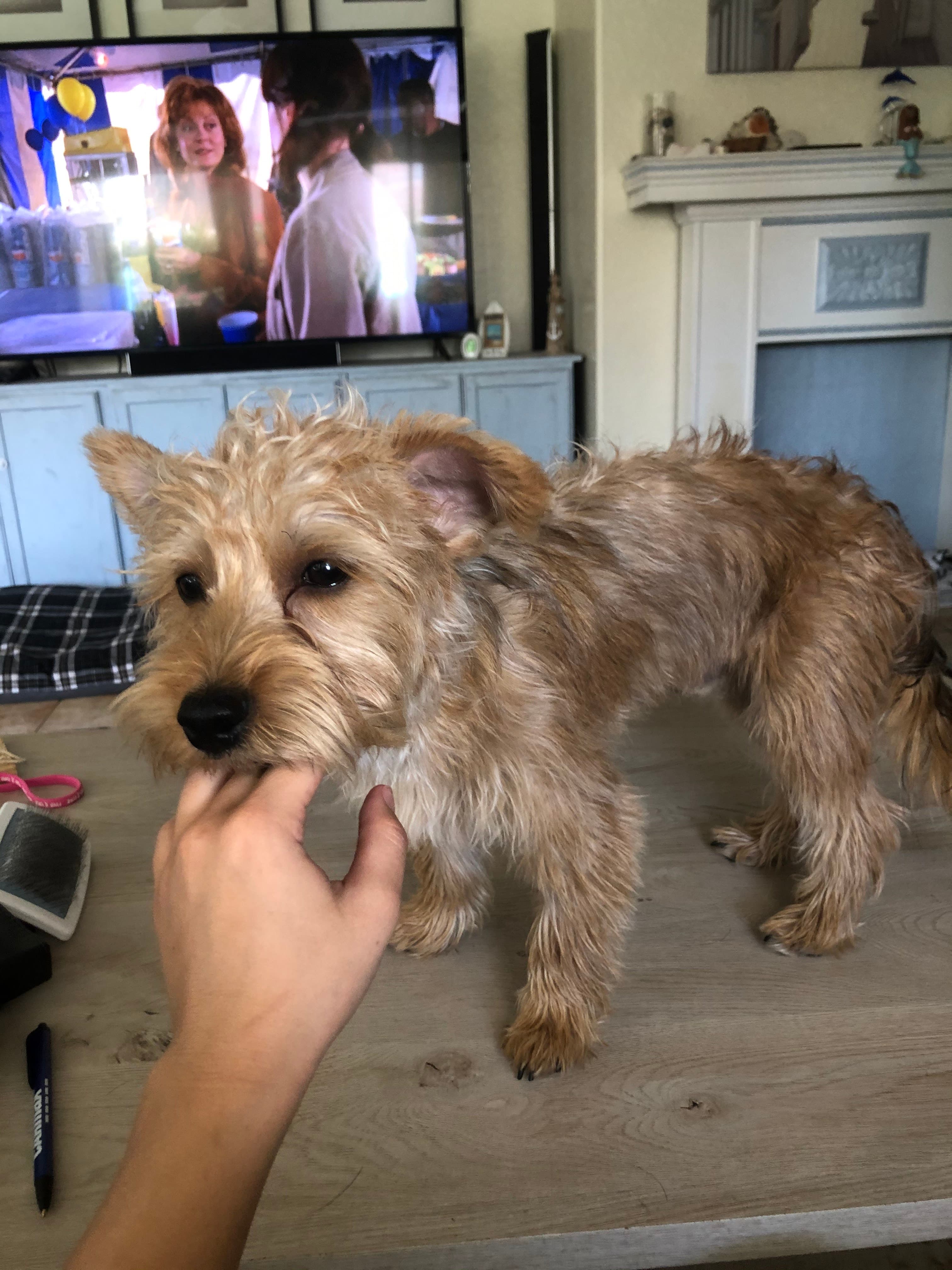 Doggie Style AZ - Pet groomer in Phoenix, AZ