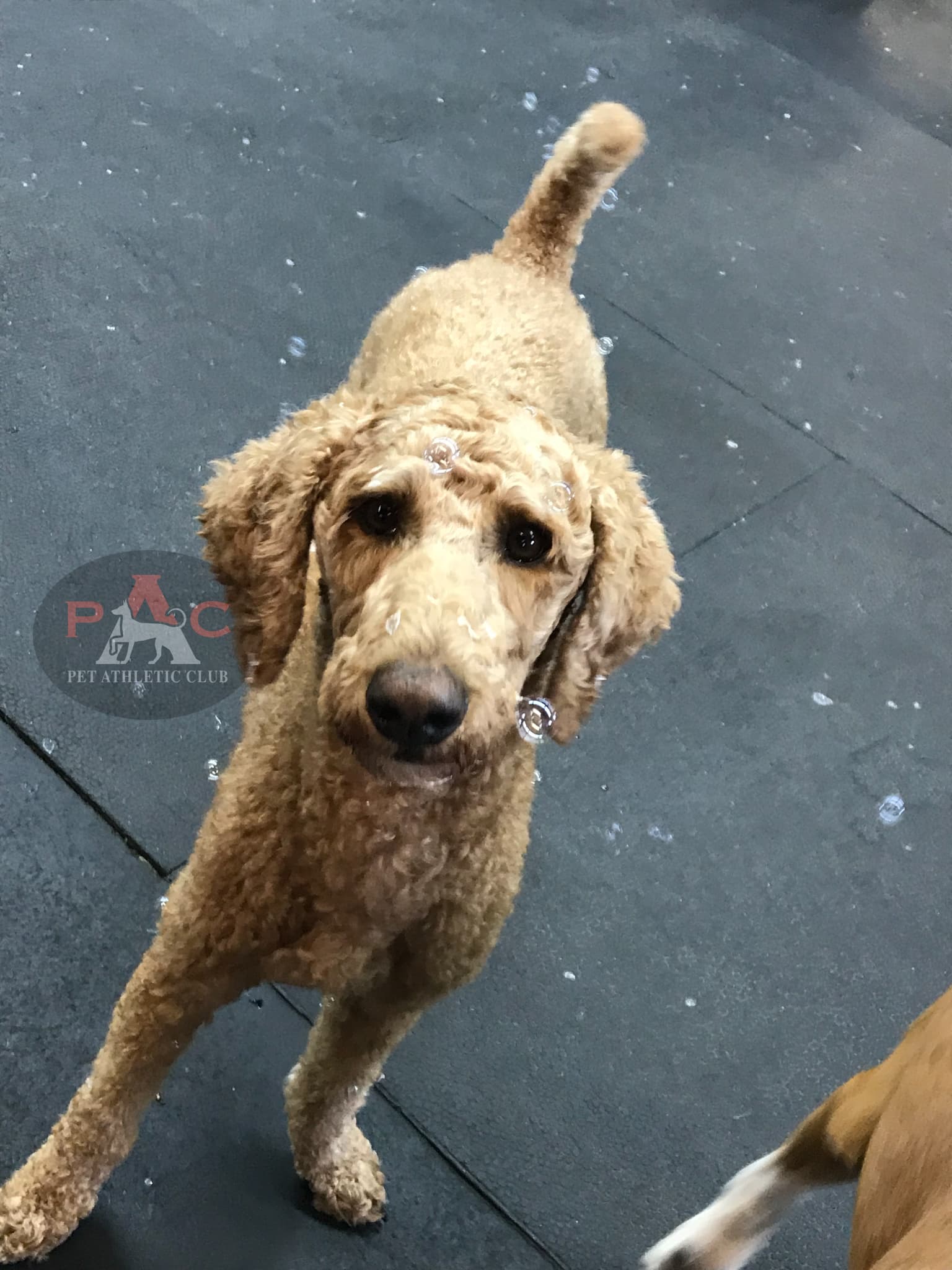 Pet Athletic Club - Pet groomer in Cincinnati, OH