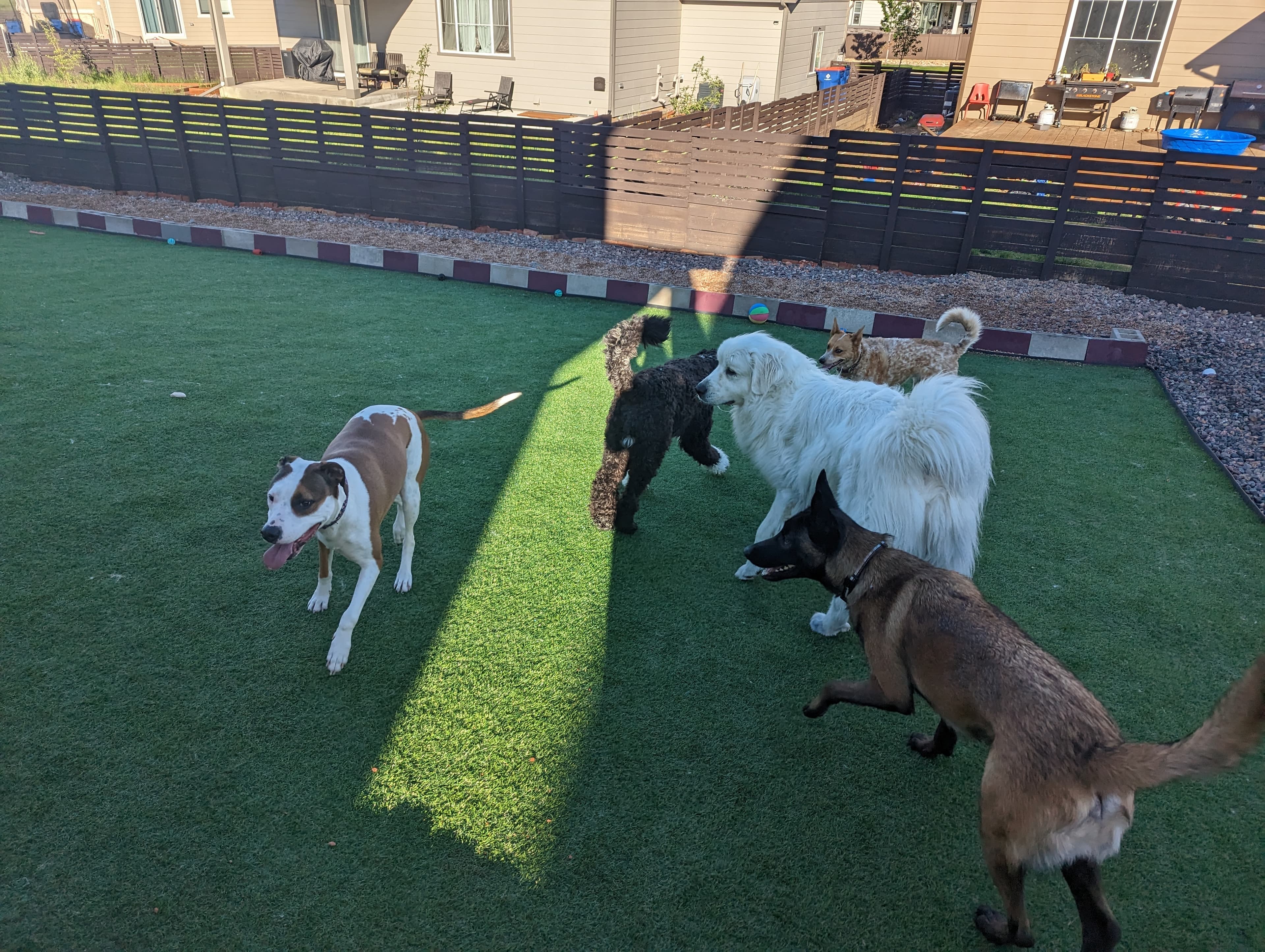 Harmony Pet - Pet groomer in Aurora, CO