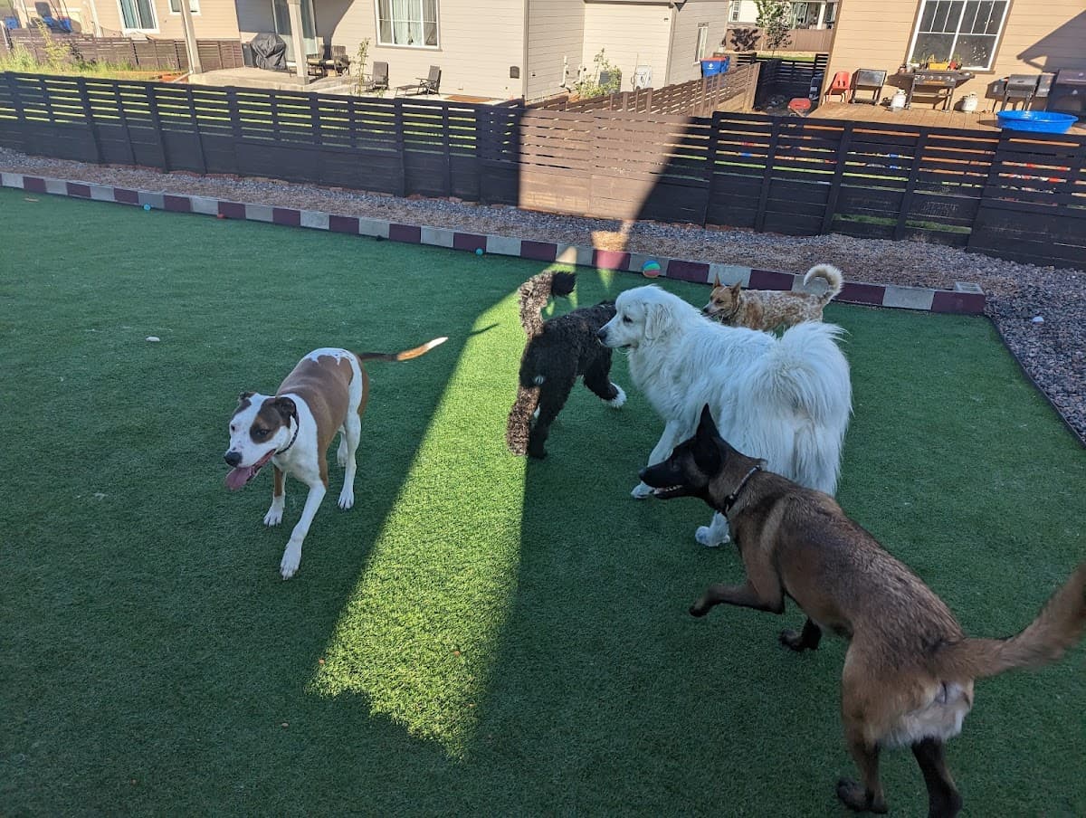Harmony Pet - Pet groomer in Aurora, CO