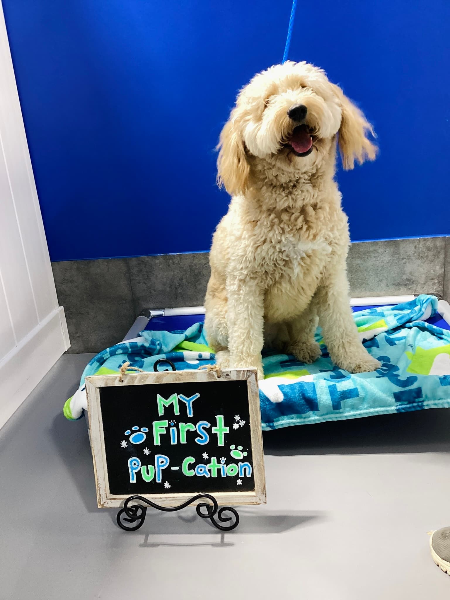 Hounds Town - Fort Lauderdale North - Pet groomer in Fort Lauderdale, FL