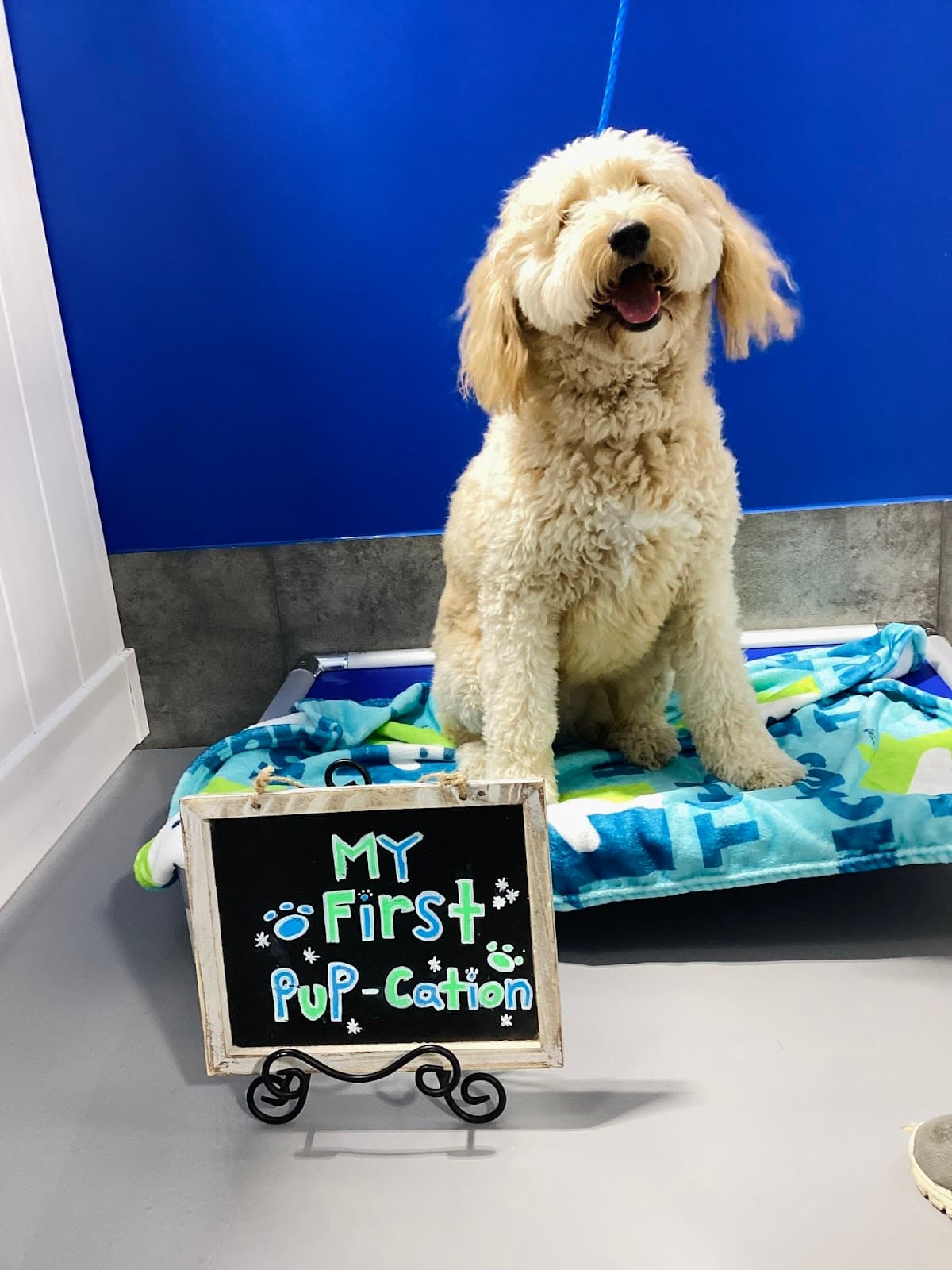 Hounds Town - Fort Lauderdale North - Pet groomer in Fort Lauderdale, FL