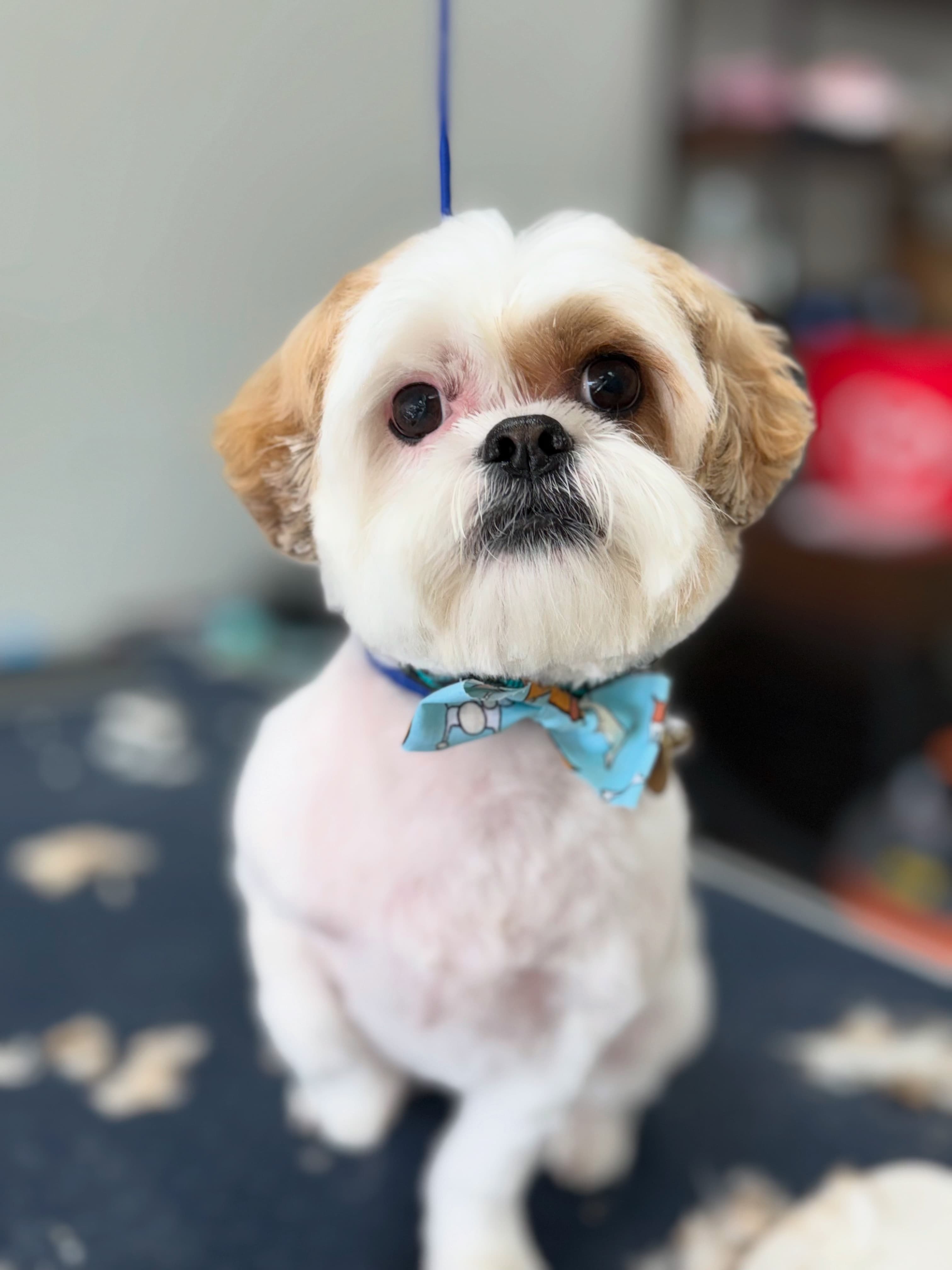 Shear Madness Grooming - Pet groomer in Sacramento, CA