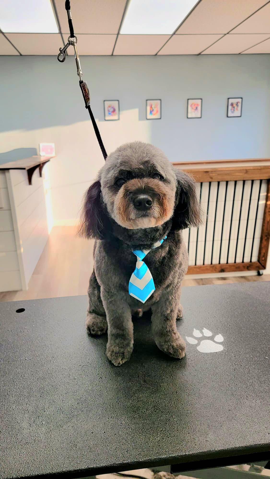 A Dog's Tail Grooming LLC - Pet groomer in Indianapolis, IN