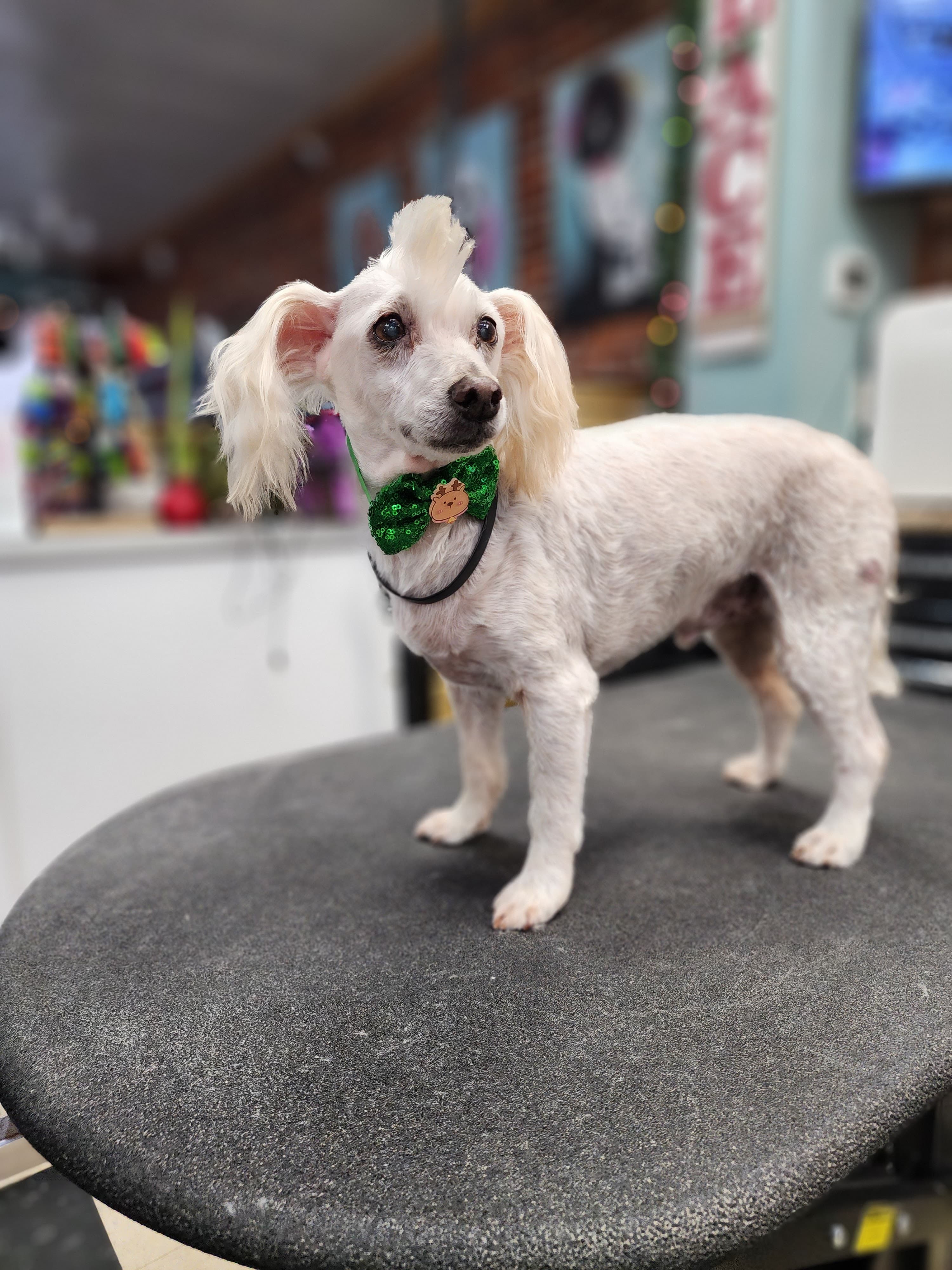Doggie Designs Pet Grooming - Pet groomer in Chehalis, WA