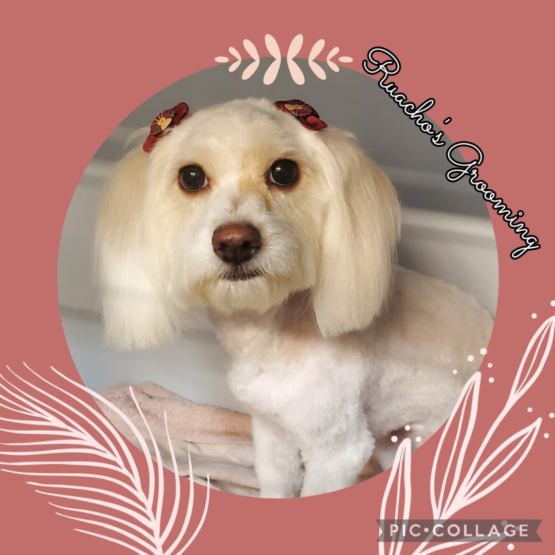 Ruachos Grooming & Pet Shop - Pet groomer in Los Angeles, CA