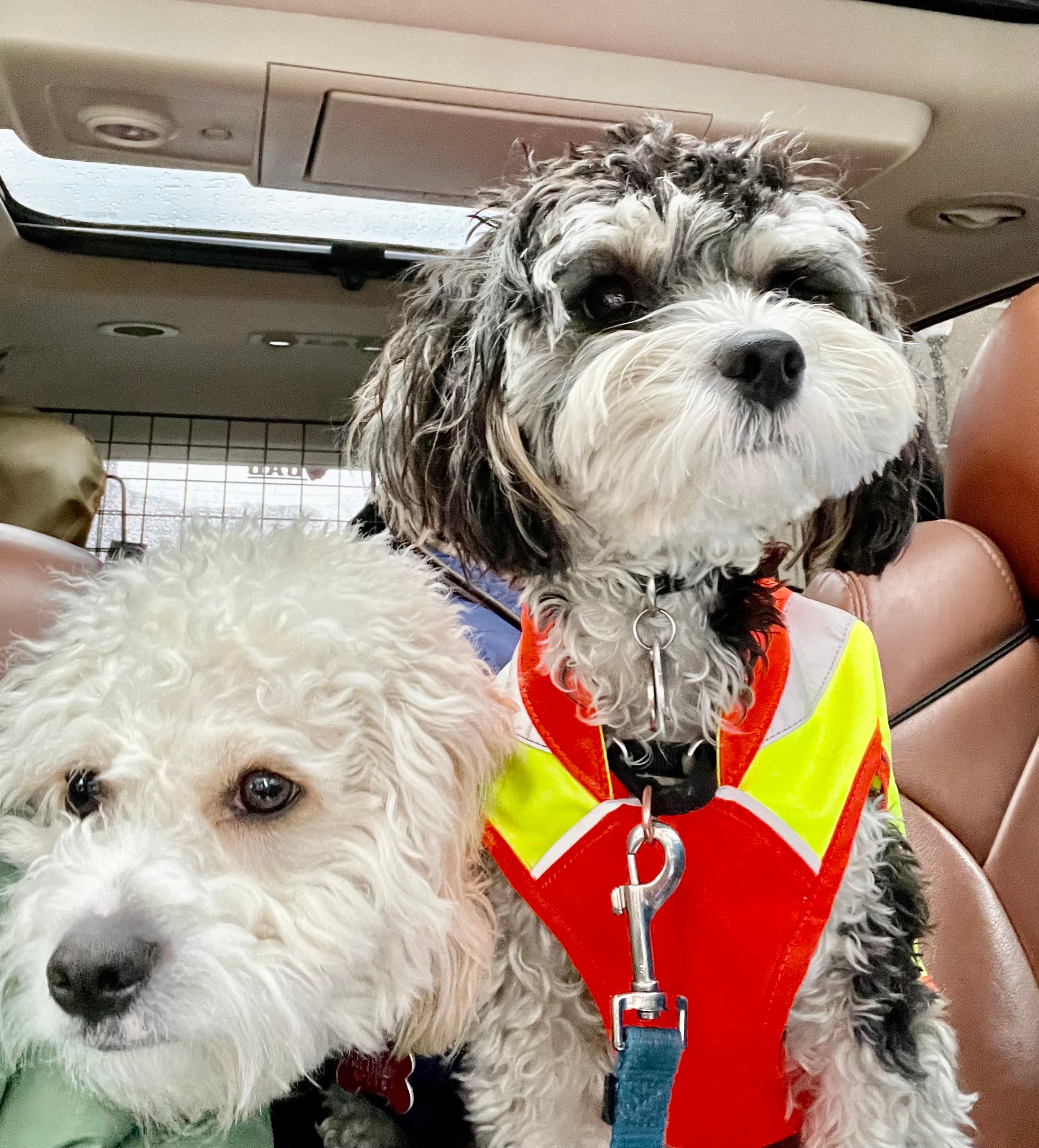 Tricked Out Pup - Pet groomer in Boston, MA