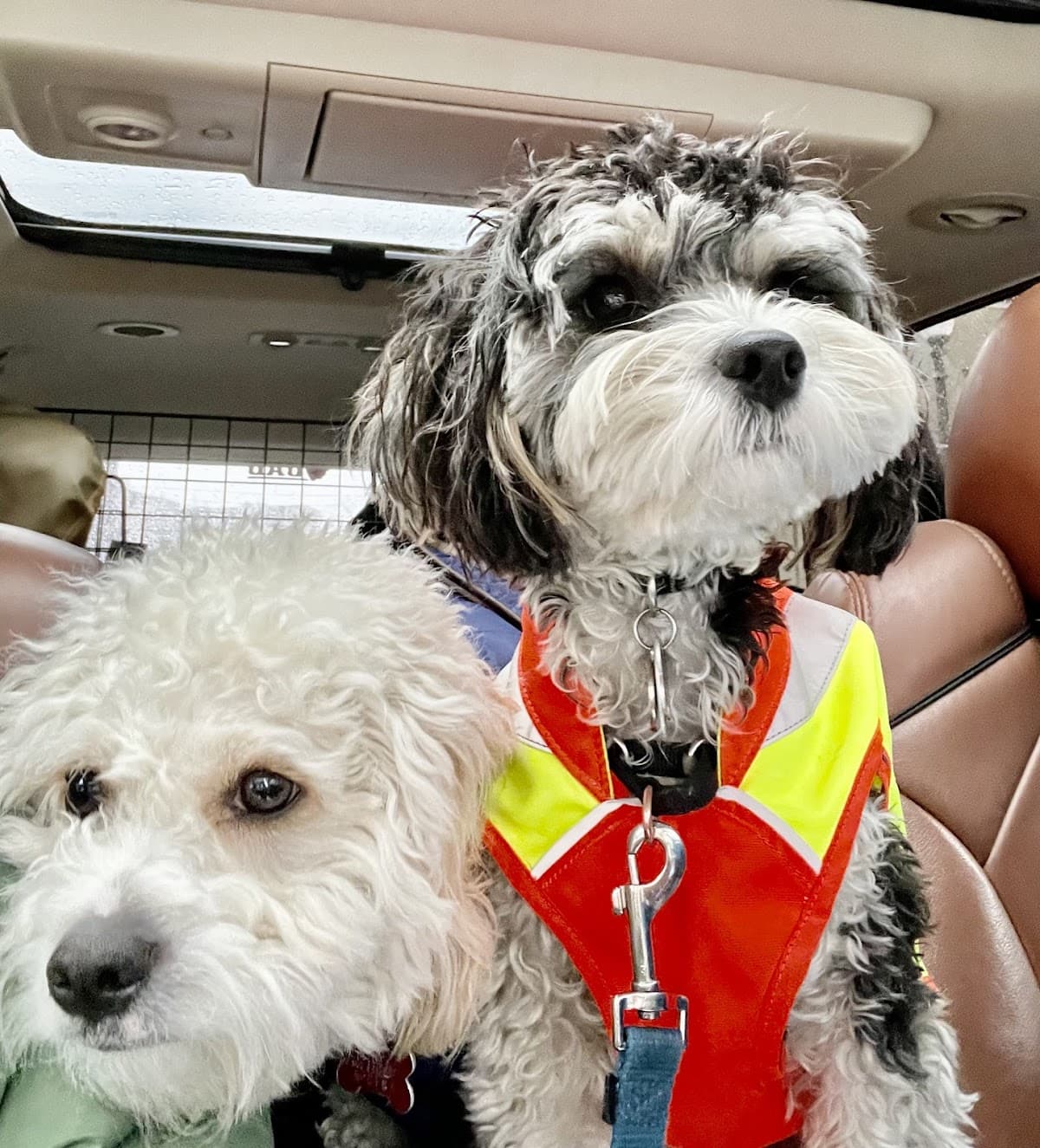 Tricked Out Pup - Pet groomer in Boston, MA