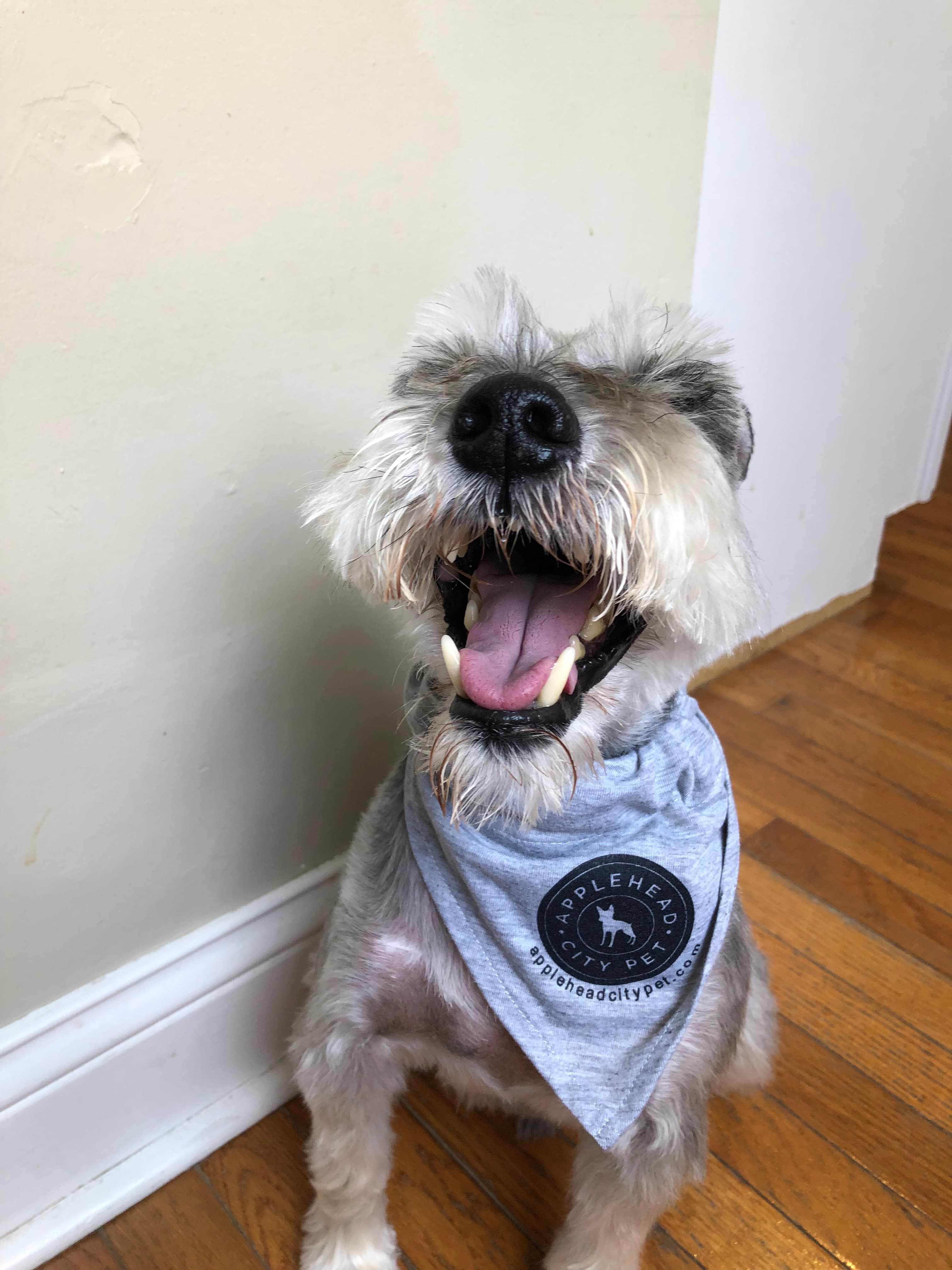 Applehead City Pet Grooming - Pet groomer in Bellevue, KY