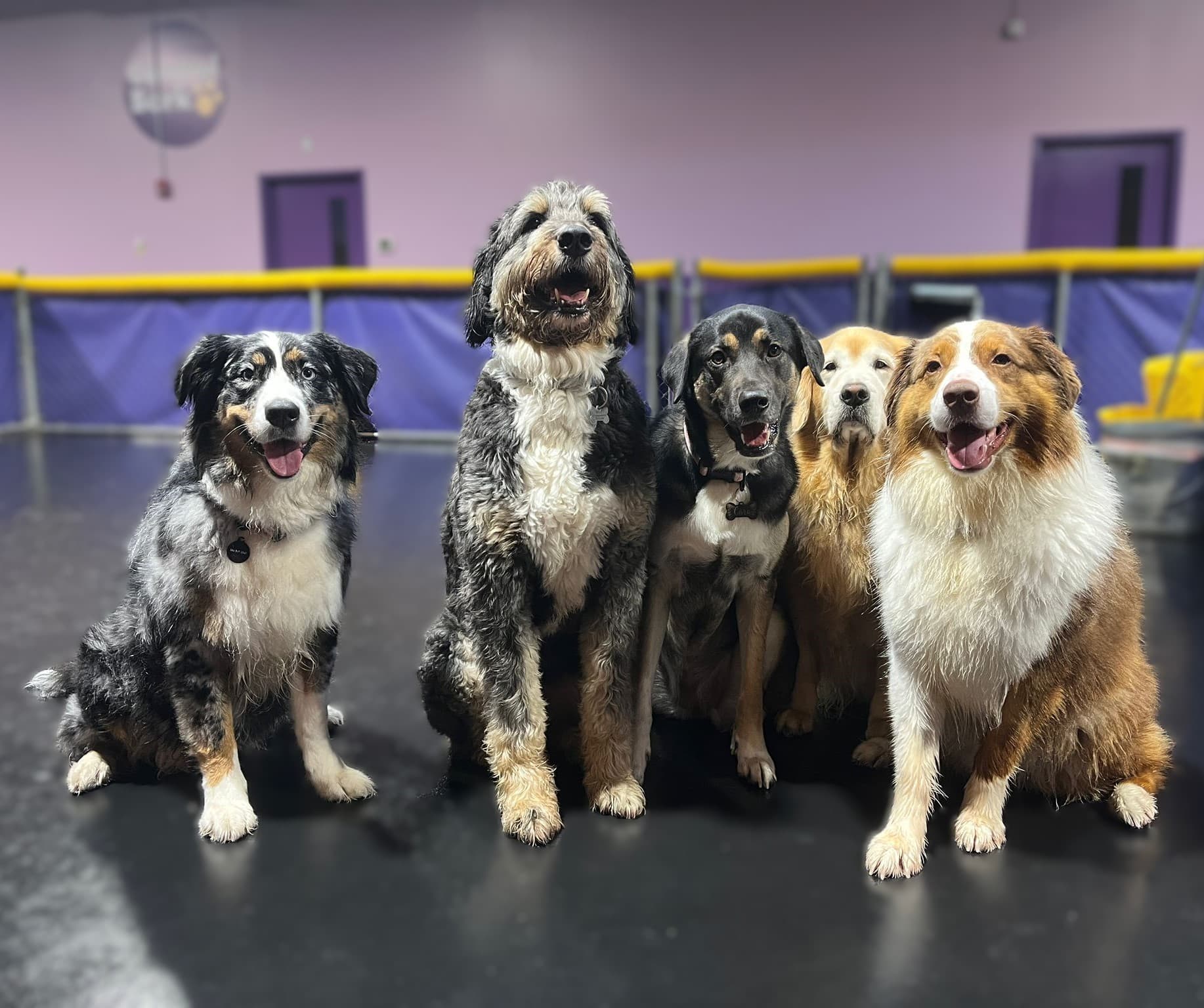 Central Bark Atlanta - Pet groomer in Atlanta, GA
