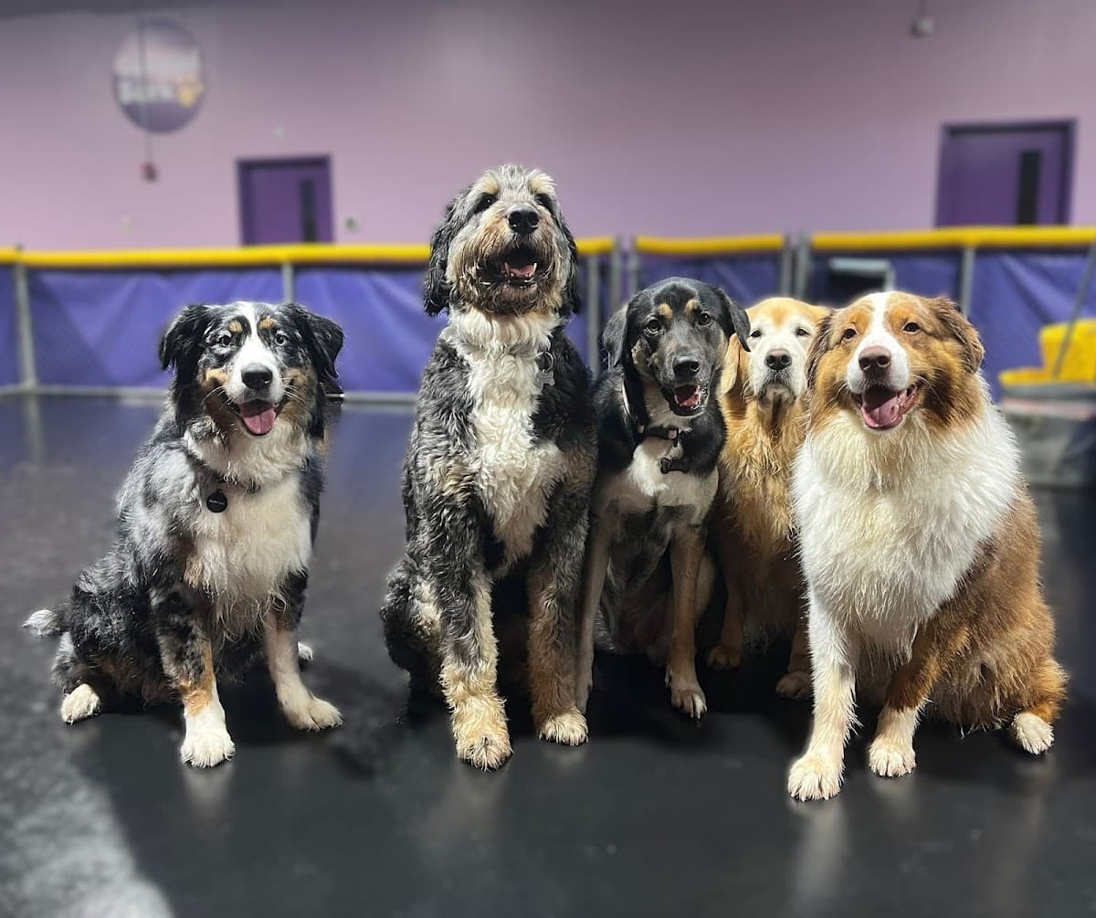 Central Bark Atlanta - Pet groomer in Atlanta, GA