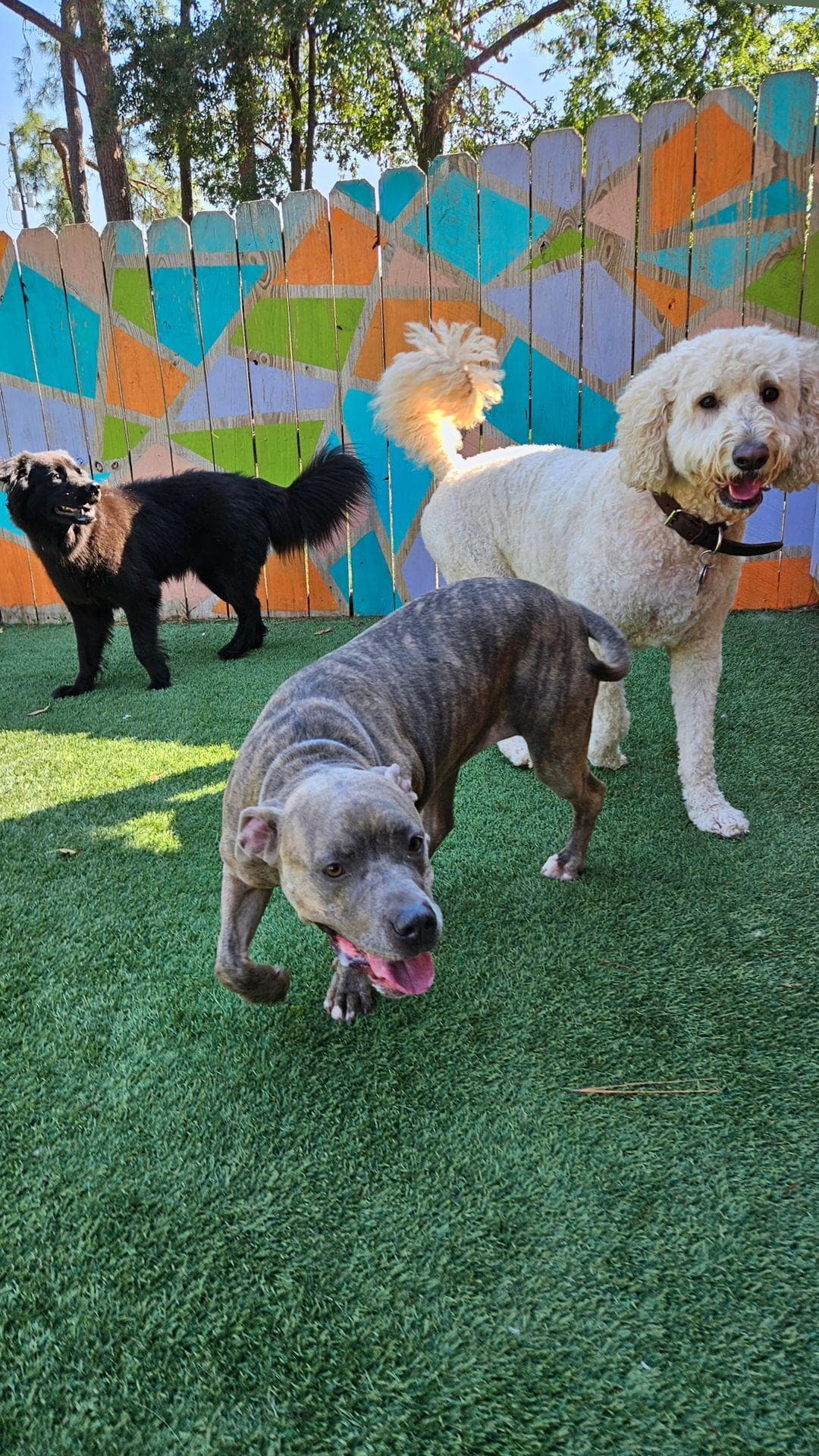 Super Paws: Dog Boarding & Daycare - Pet groomer in Houston, TX