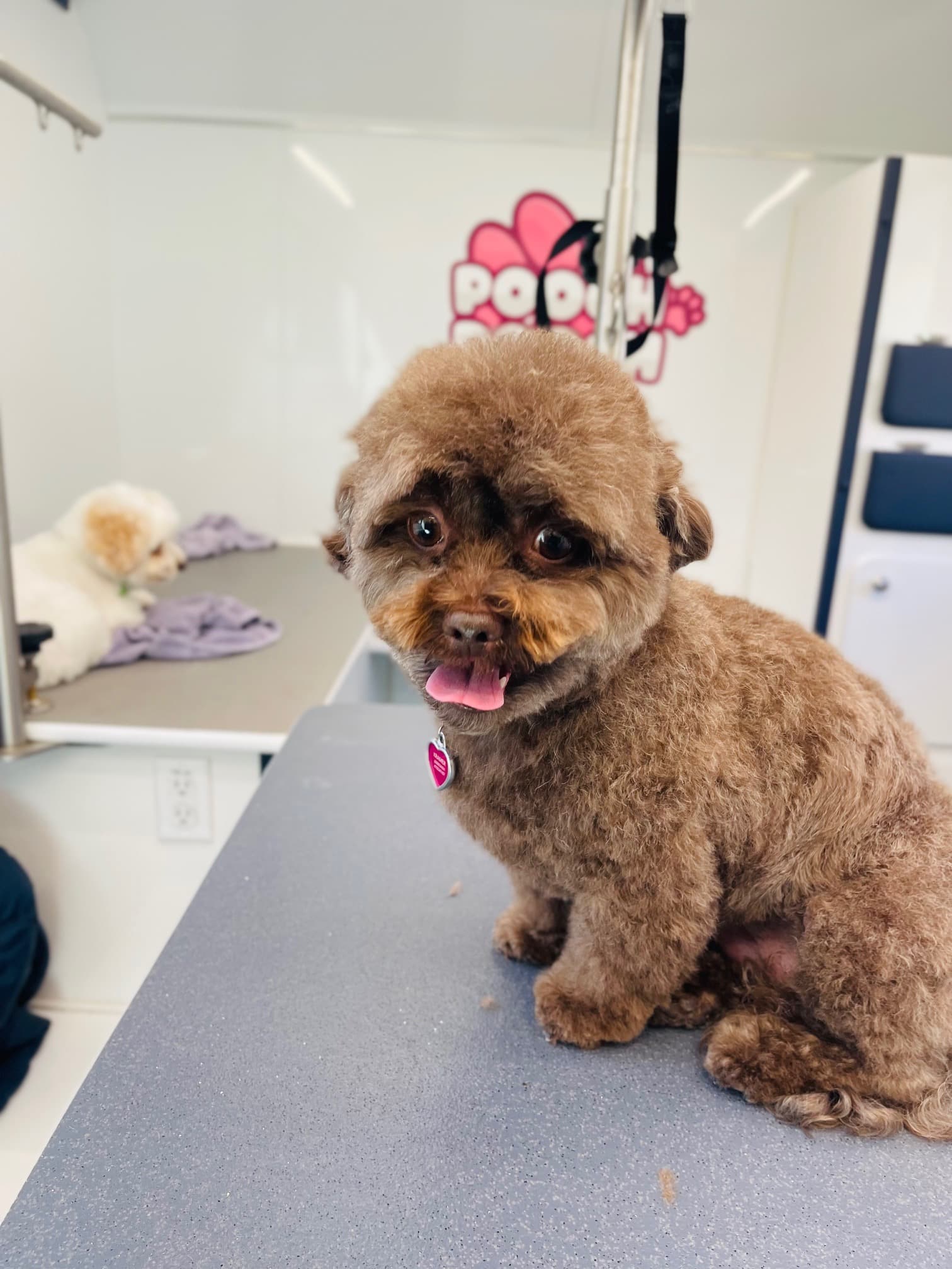 Pooch Pooch - Pet groomer in Atlanta, GA