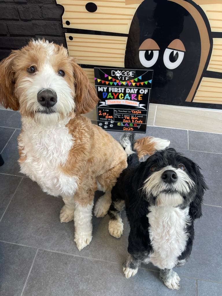 Doggie VIP Riverwalk - Pet groomer in Philadelphia, PA