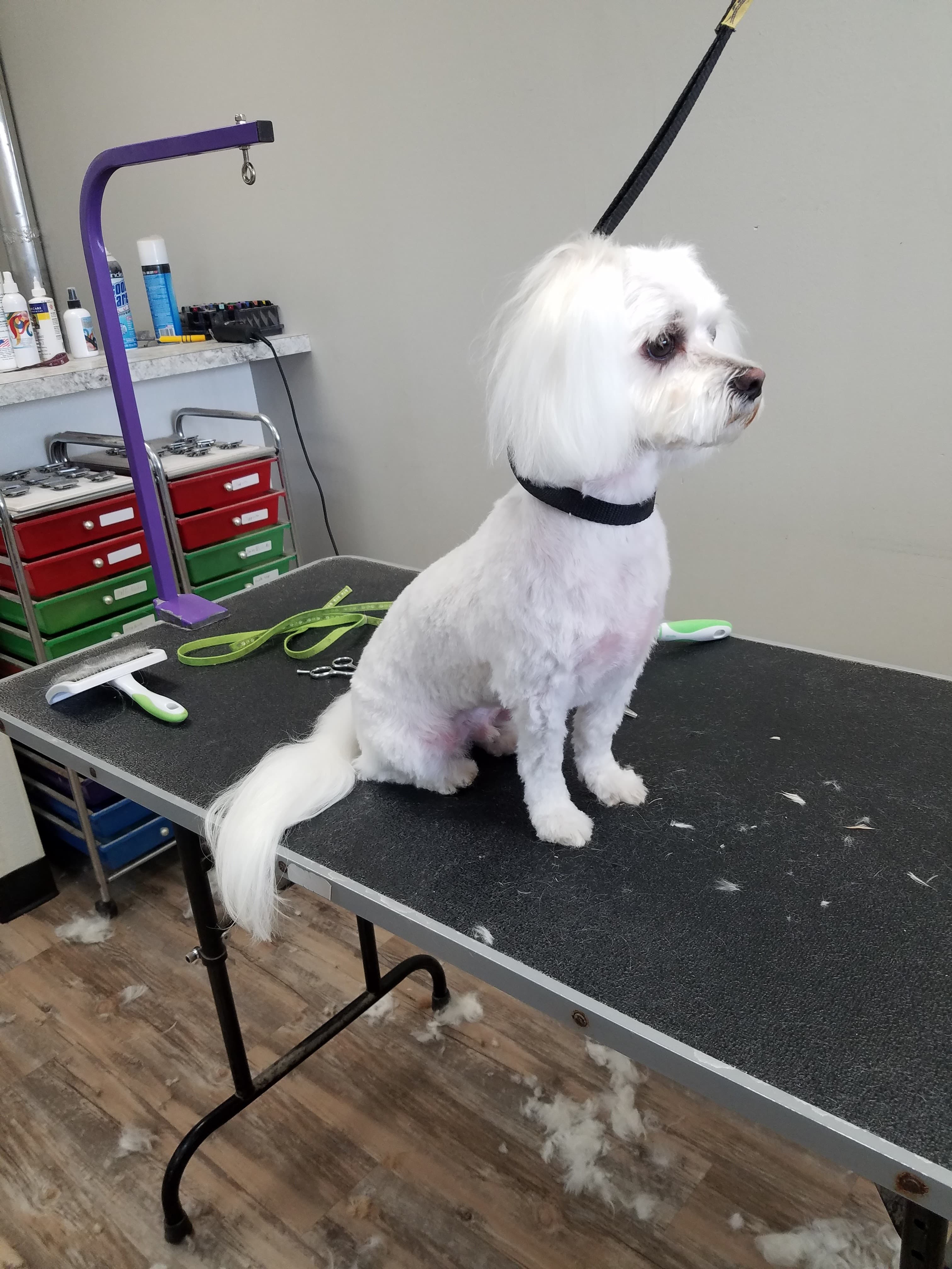Nima & Sashi's Pet Salon - Pet groomer in Greenwood, IN