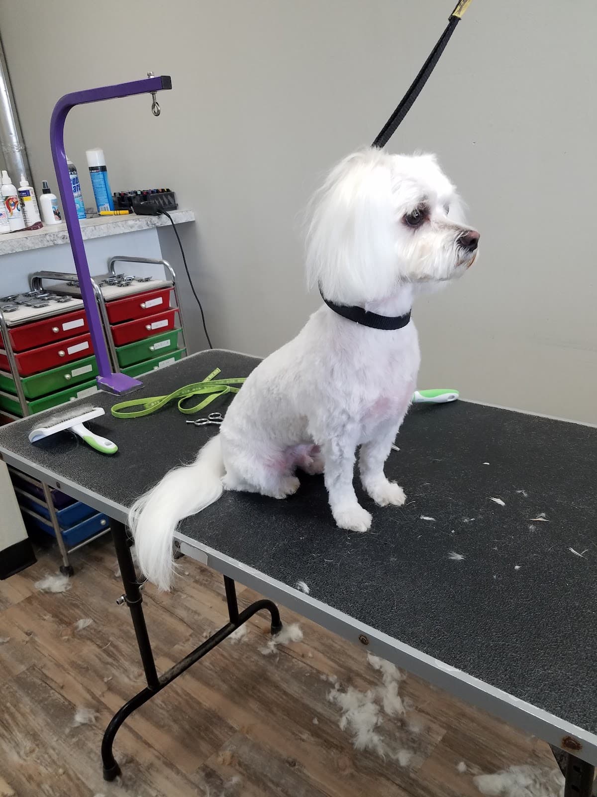 Nima & Sashi's Pet Salon - Pet groomer in Greenwood, IN