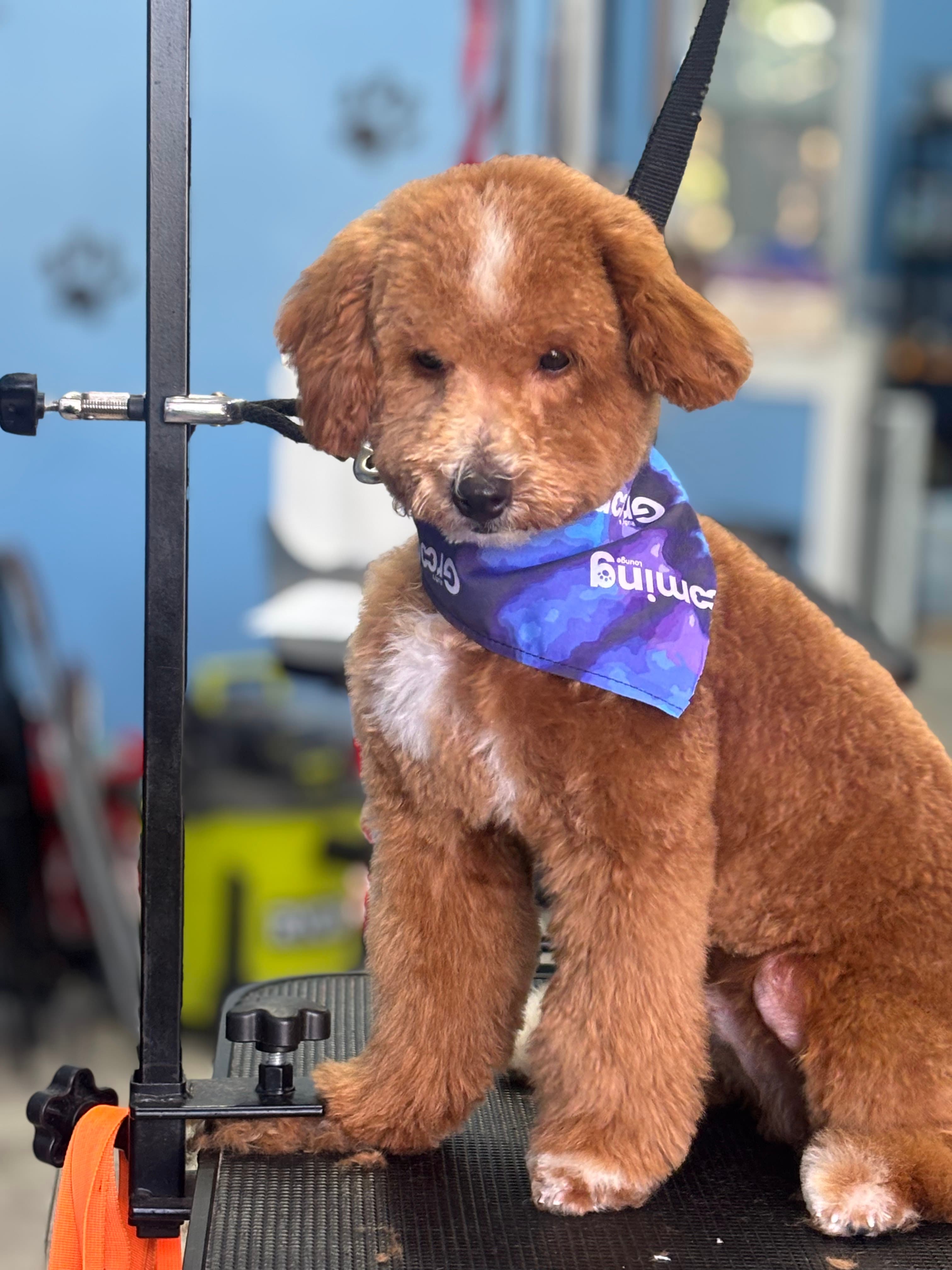Rudy’s Grooming Lounge - Pet groomer in Brooklyn, NY