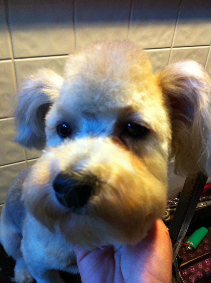 Bark Place - Pet groomer in Chicago, IL