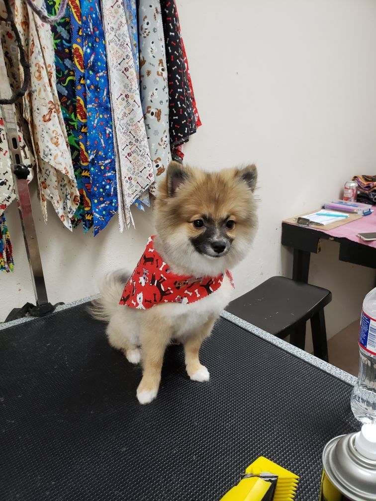 Le Paws Pet Grooming Salon - Pet groomer in San Antonio, TX