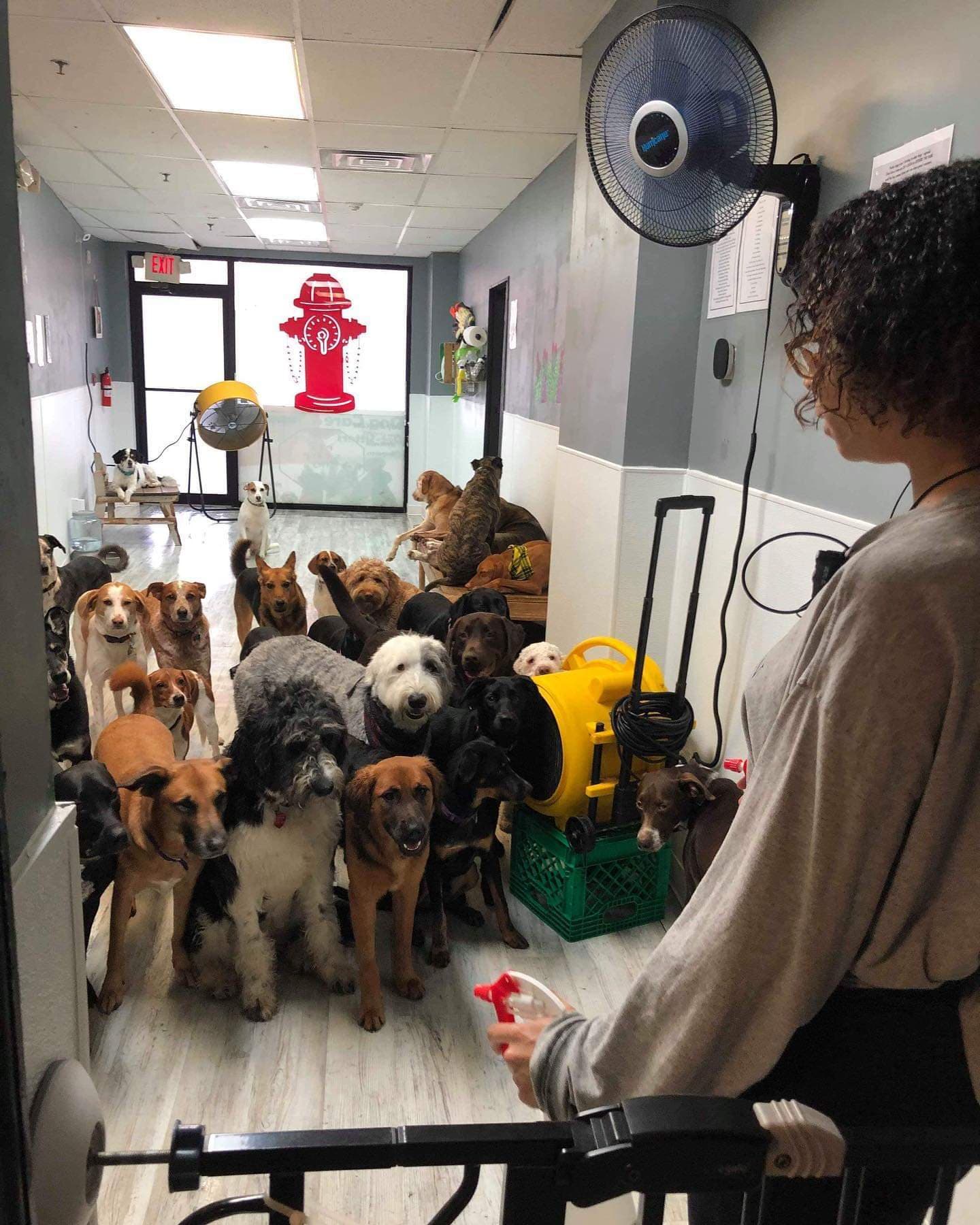 Pit Stop HQ - Pet groomer in Philadelphia, PA