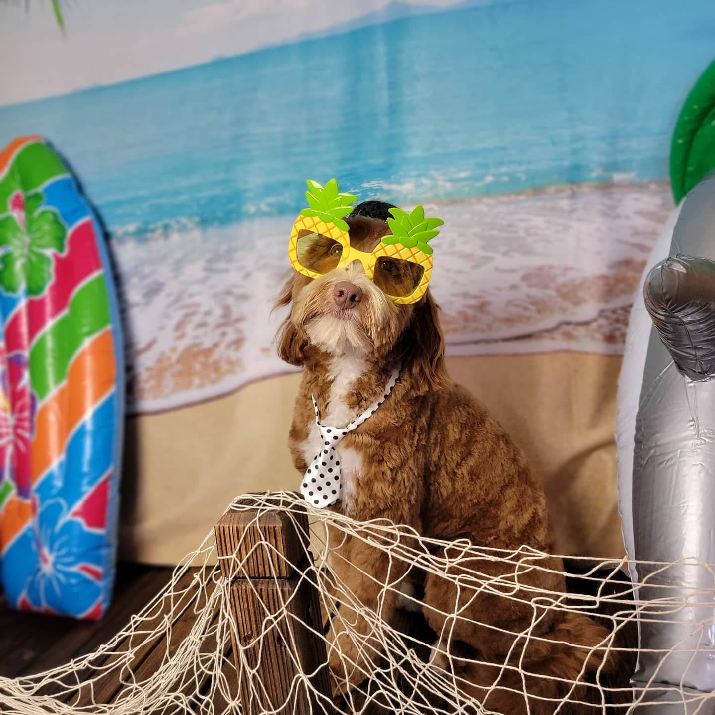 Olive my grooming to you! (NON-MOBILE) - Pet groomer in Seattle, WA