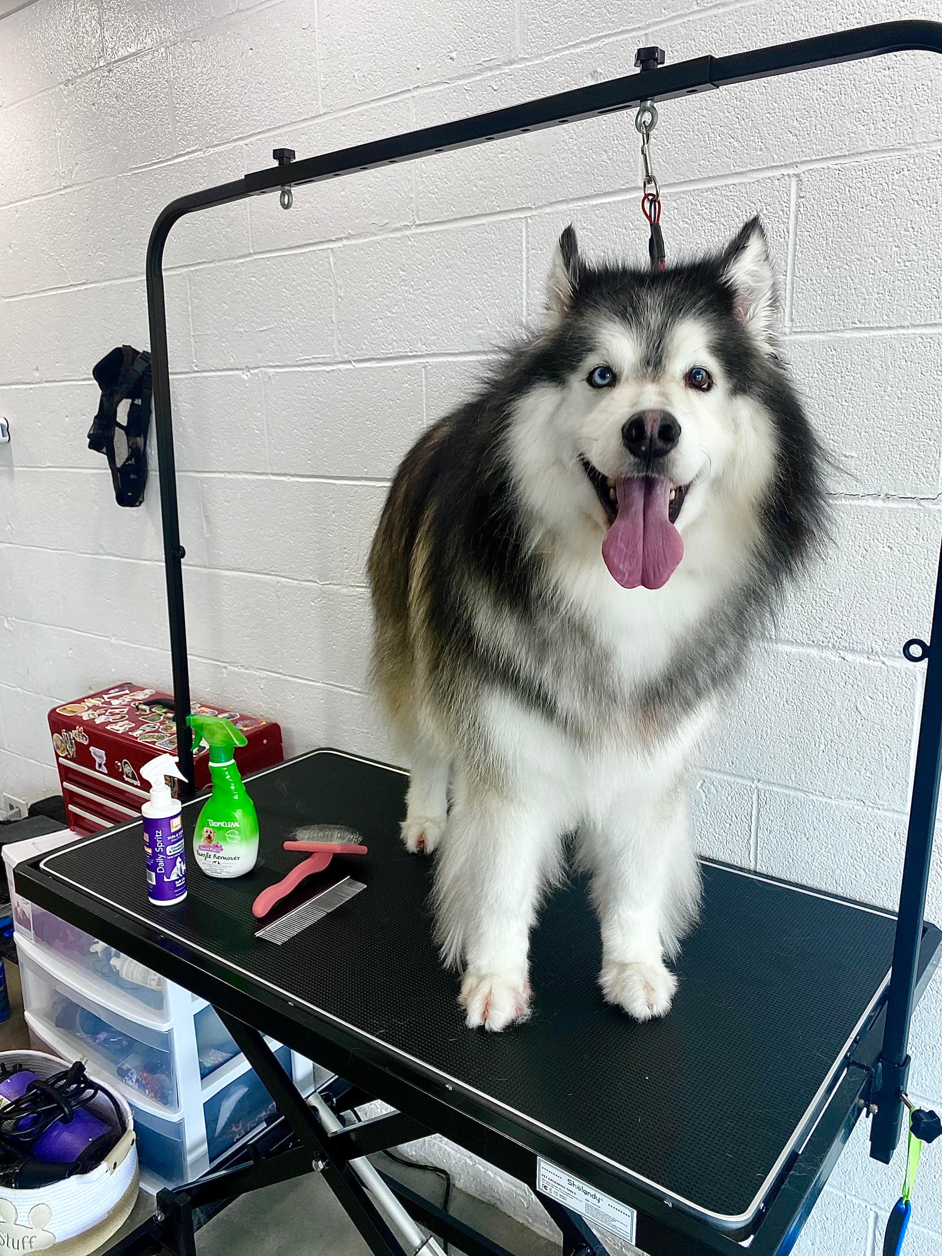 Fluff ‘n’ Buff Dog Grooming - Pet groomer in Austin, TX