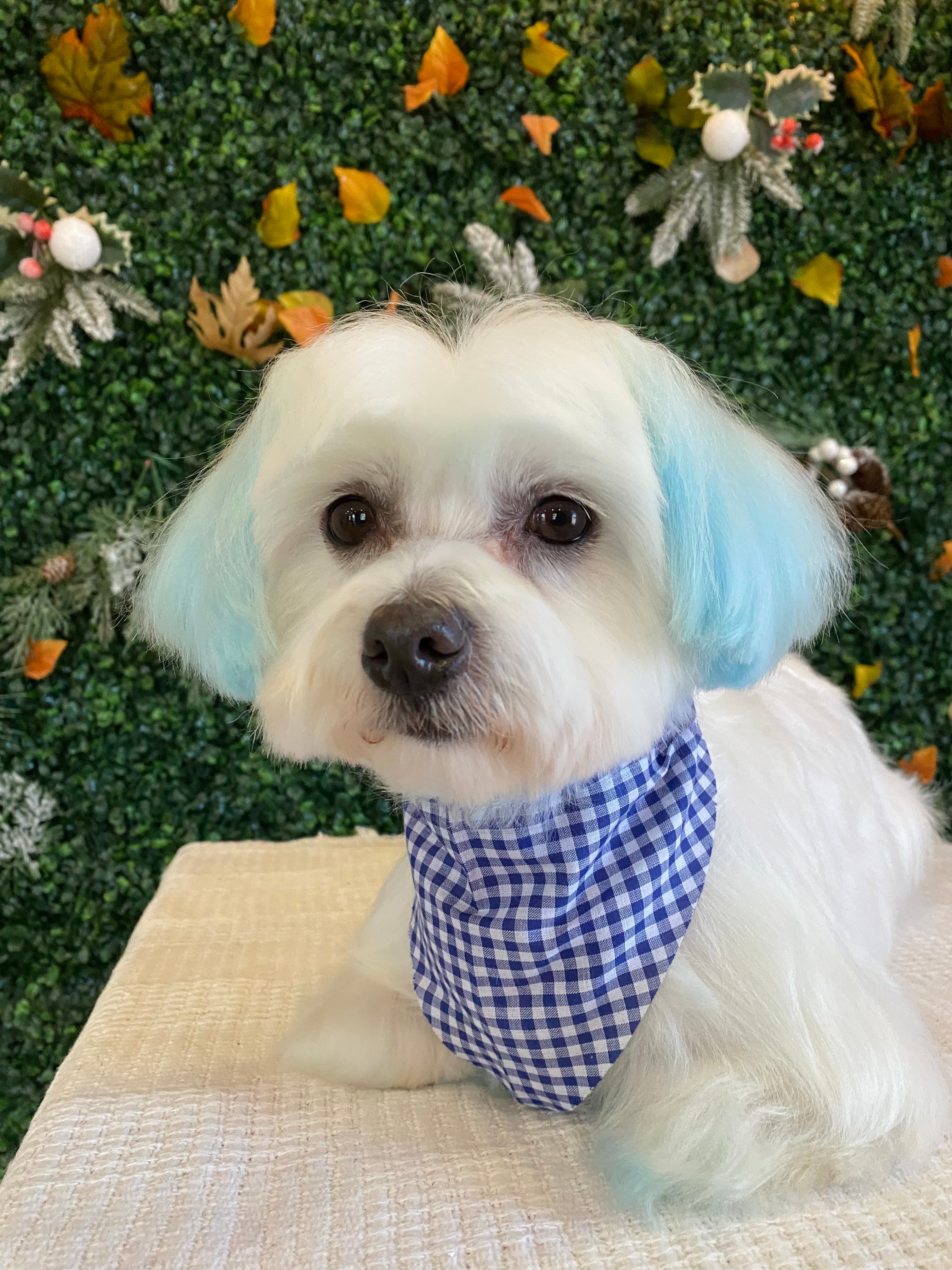 Pups Club Dog Grooming - Pet groomer in San Antonio, TX