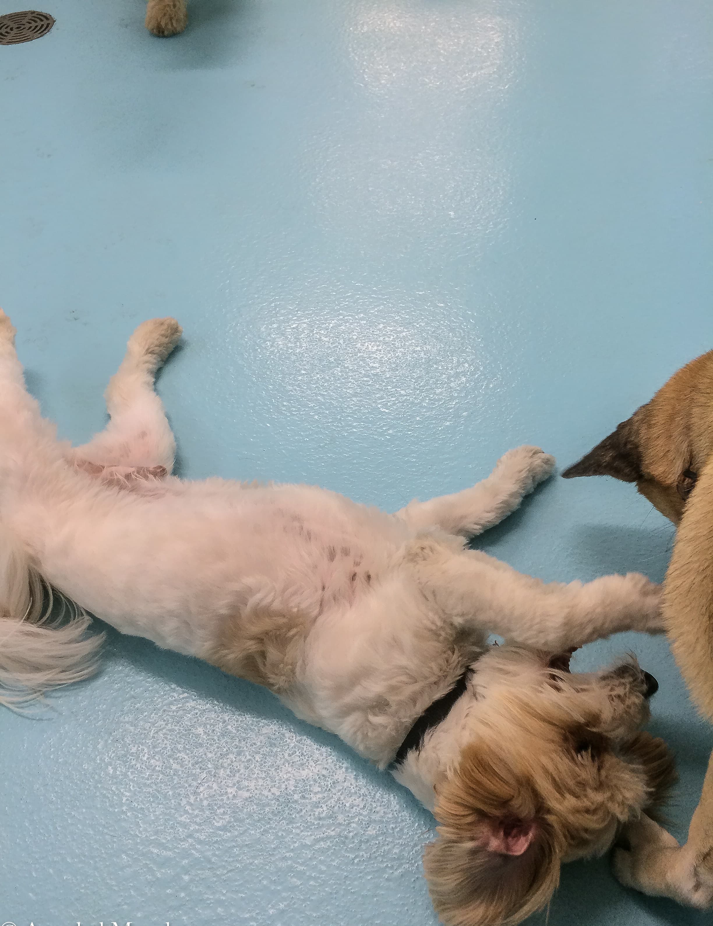 Biscuits & Bath - Murray Hill - Pet groomer in New York, NY