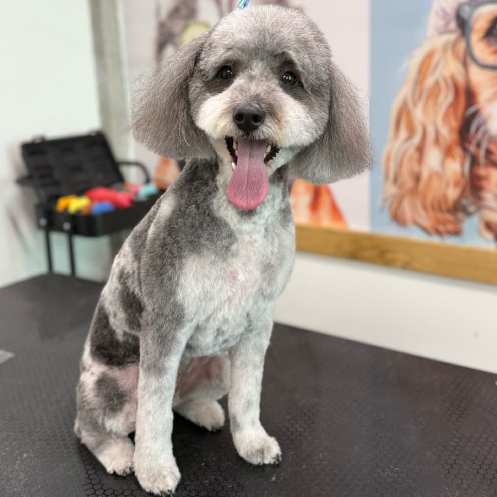 Pawphoria Grooming and Pet Market - Pet groomer in Tampa, FL