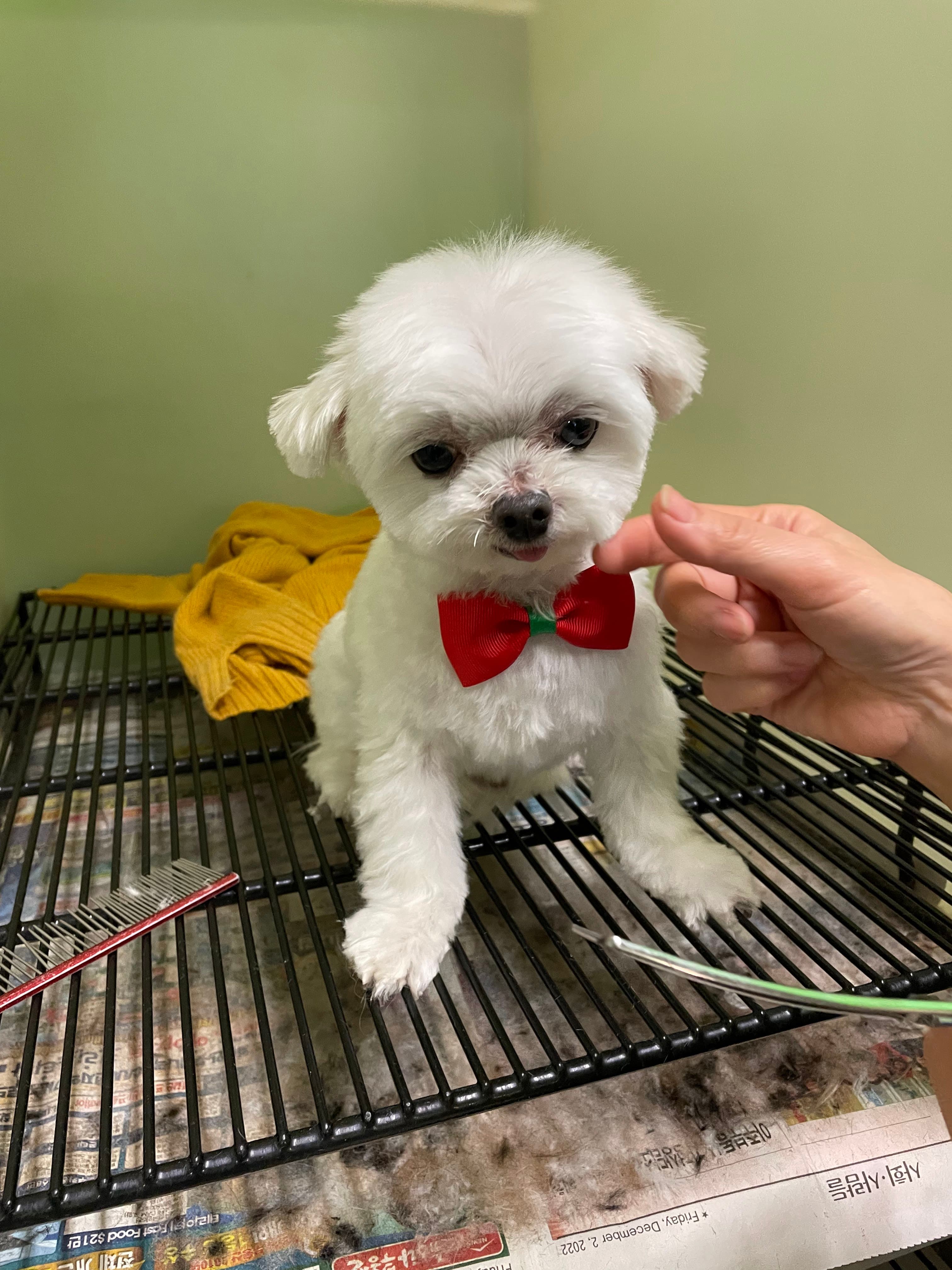 Mung Pet Shop - Pet groomer in Los Angeles, CA