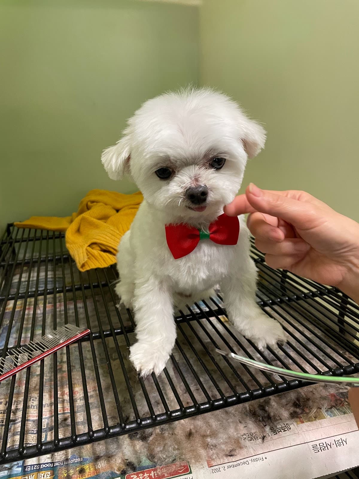 Mung Pet Shop - Pet groomer in Los Angeles, CA