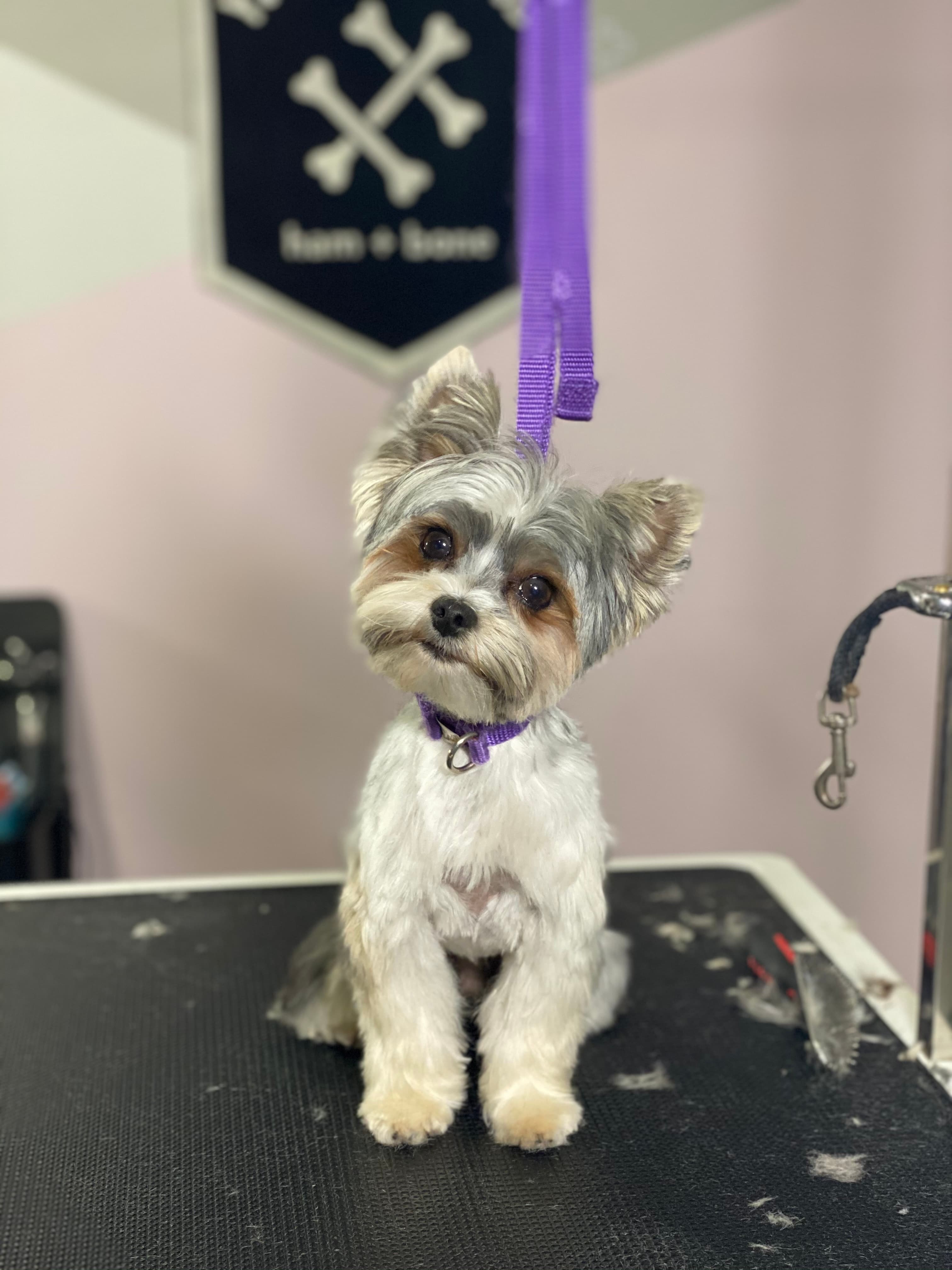 ham + bone Fishtown - Pet groomer in Philadelphia, PA