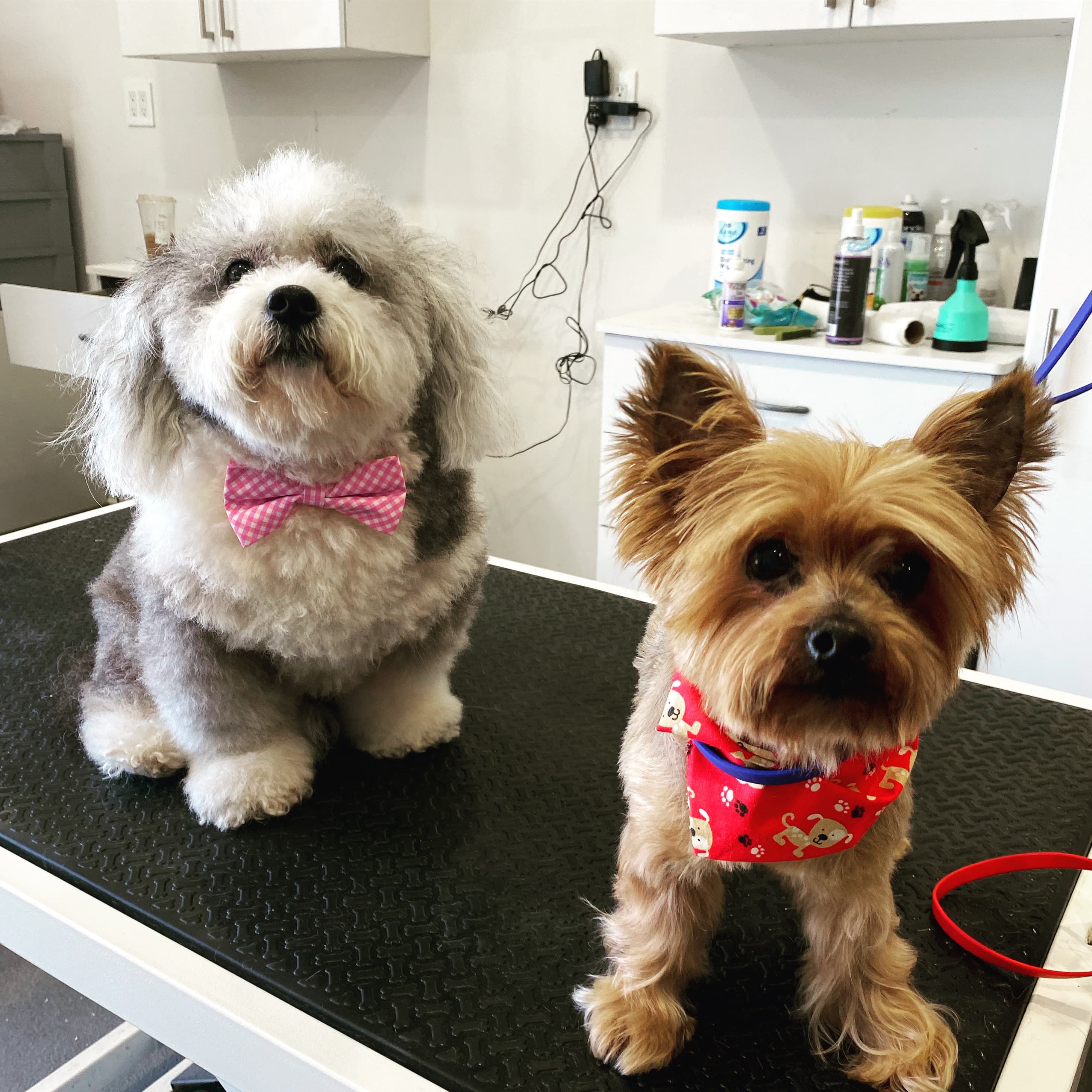 Puppy Spa Dog Grooming - Pet groomer in Los Angeles, CA