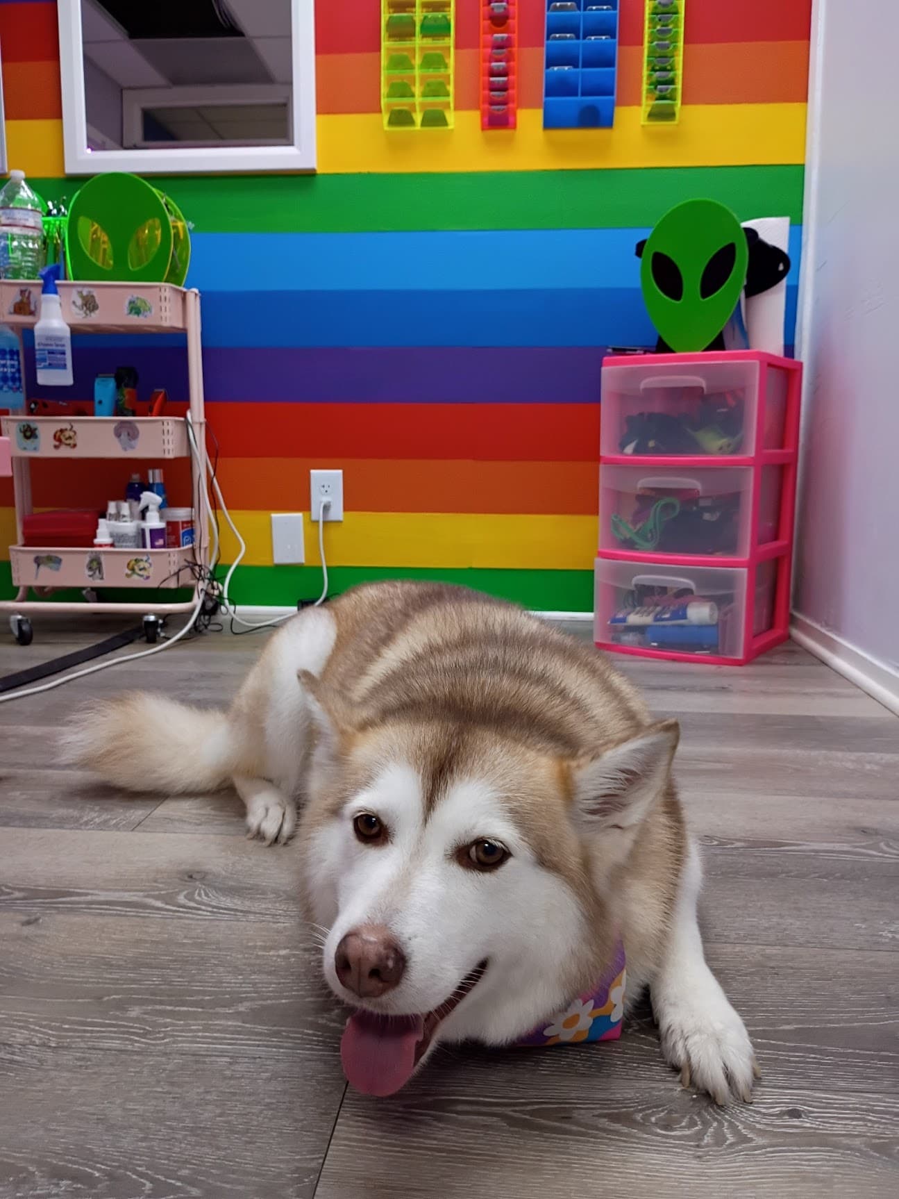 Felines and Friends Grooming - Pet groomer in San Diego, CA